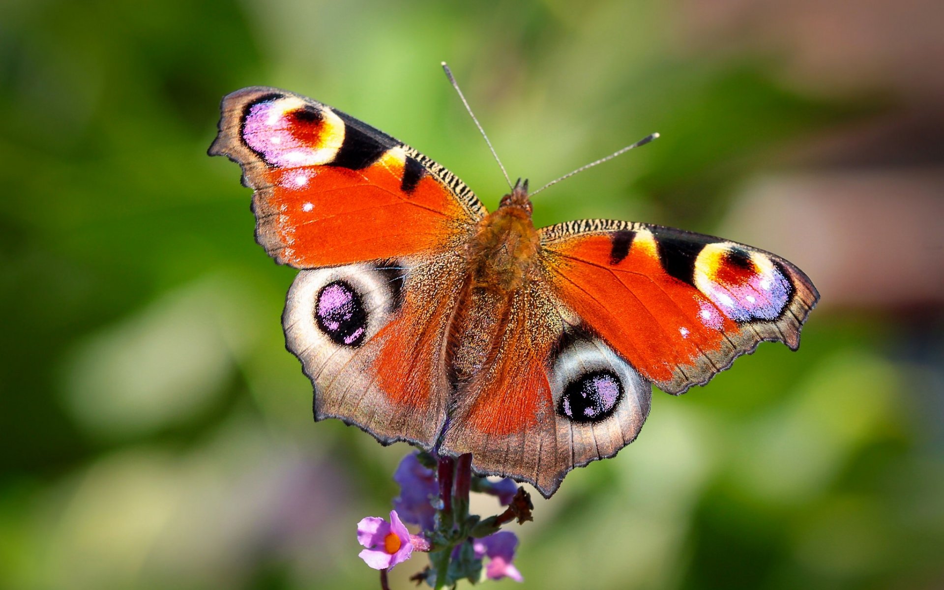 oeil de paon papillon fleur gros plan