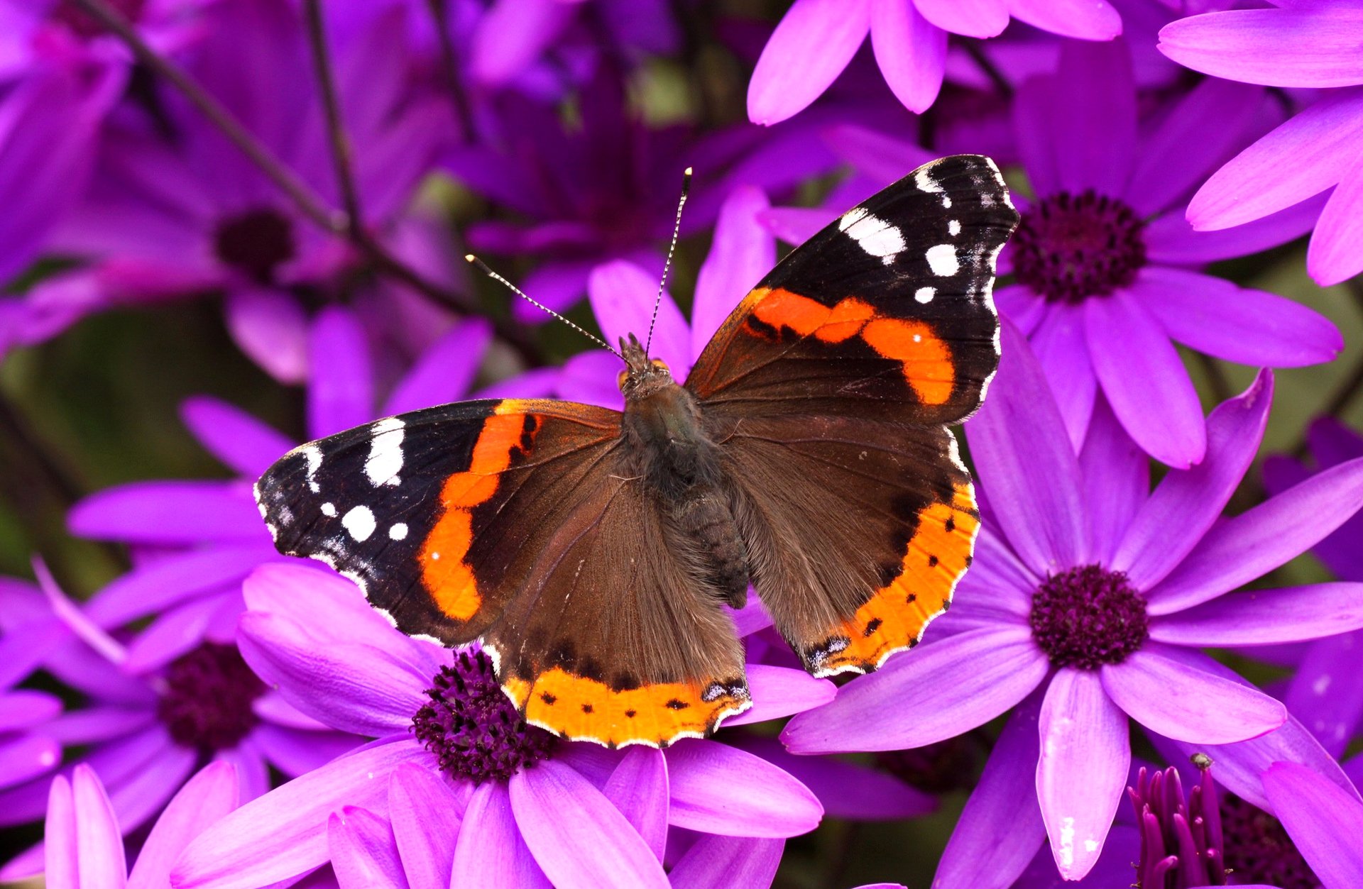 mariposa alas flores polilla pétalos