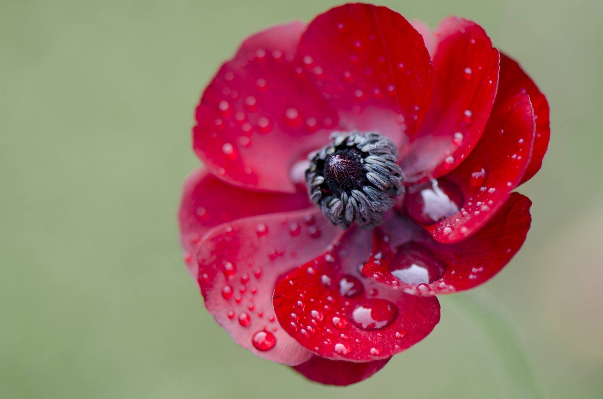 flor pétalos naturaleza planta gotas rocío agua