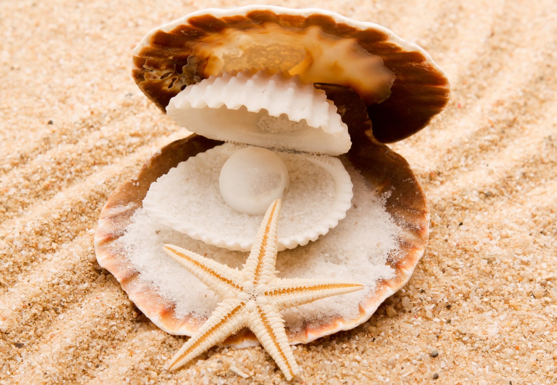 nature sea sand seashells starfish pearl