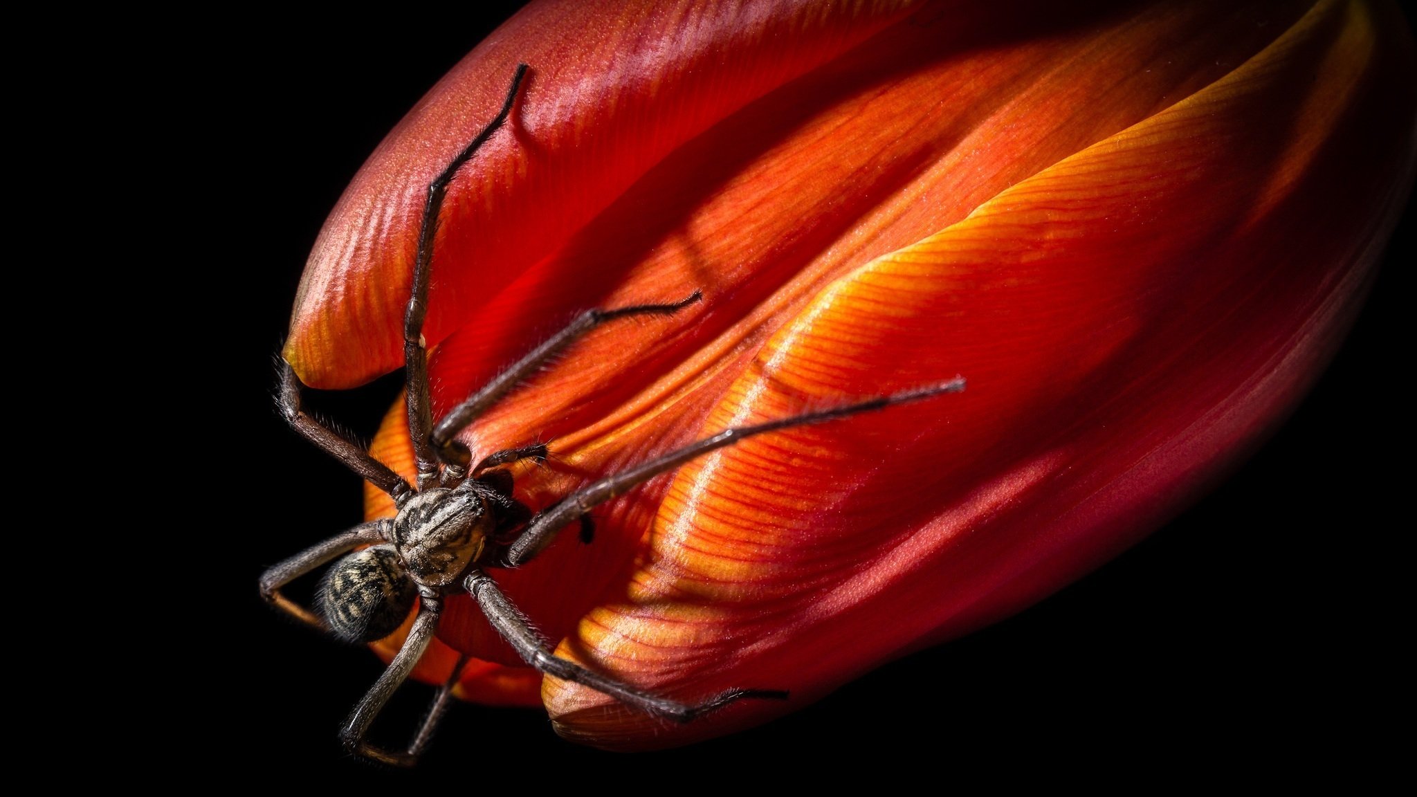 spinne blume tulpe blütenblätter makro dunkler hintergrund