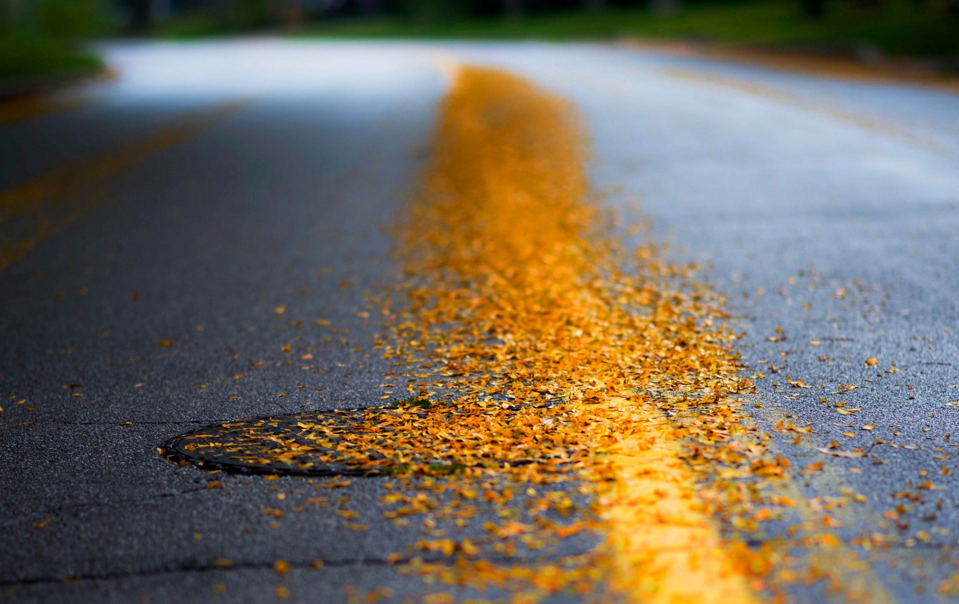 road asphalt sunroof leaves yellow autumn