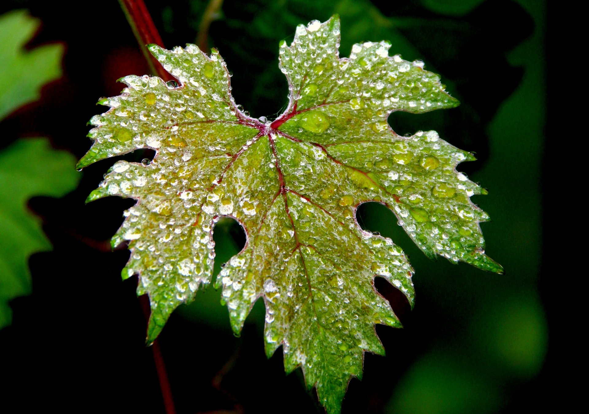 close up macro piece green water drops nature