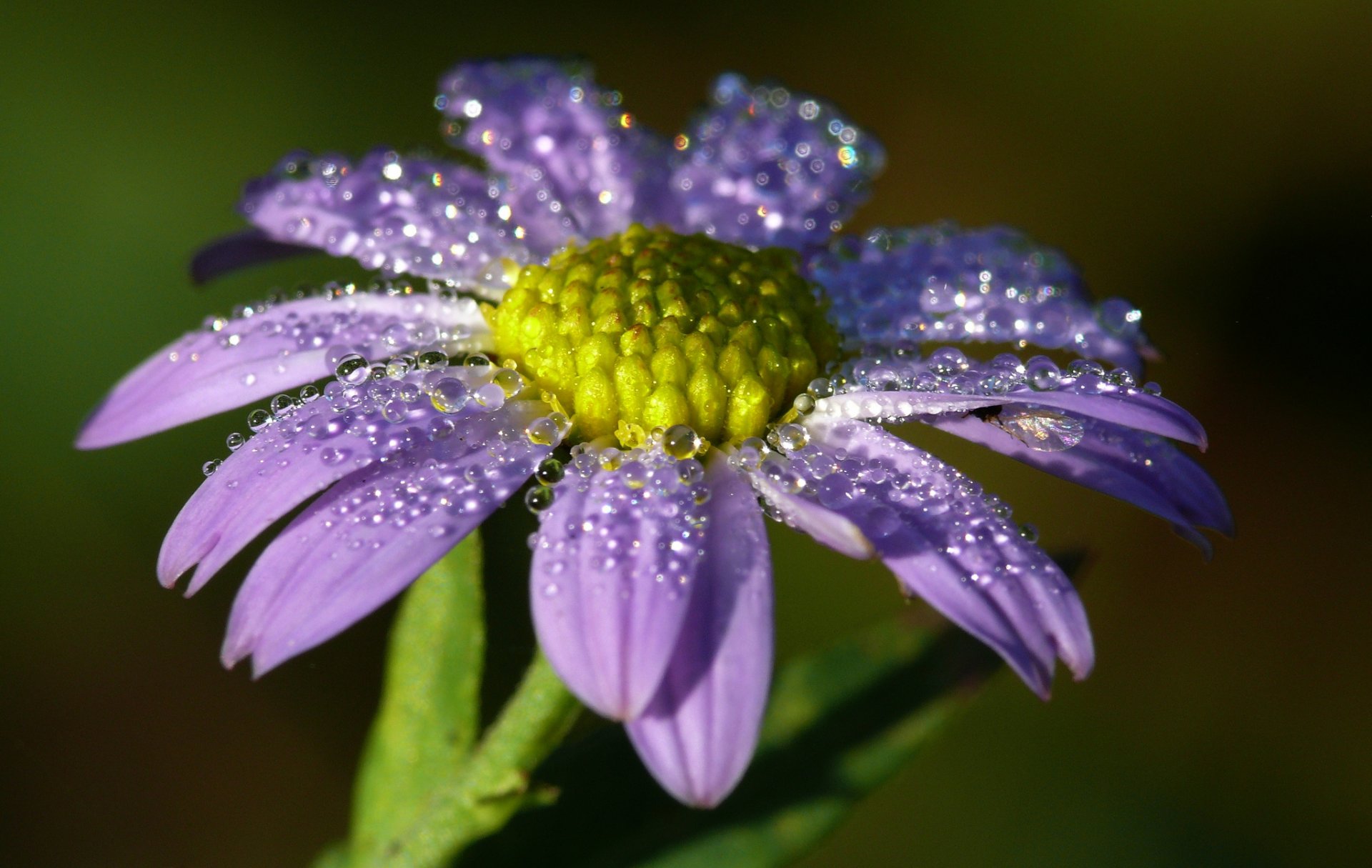 fiore lilla gocce rugiada