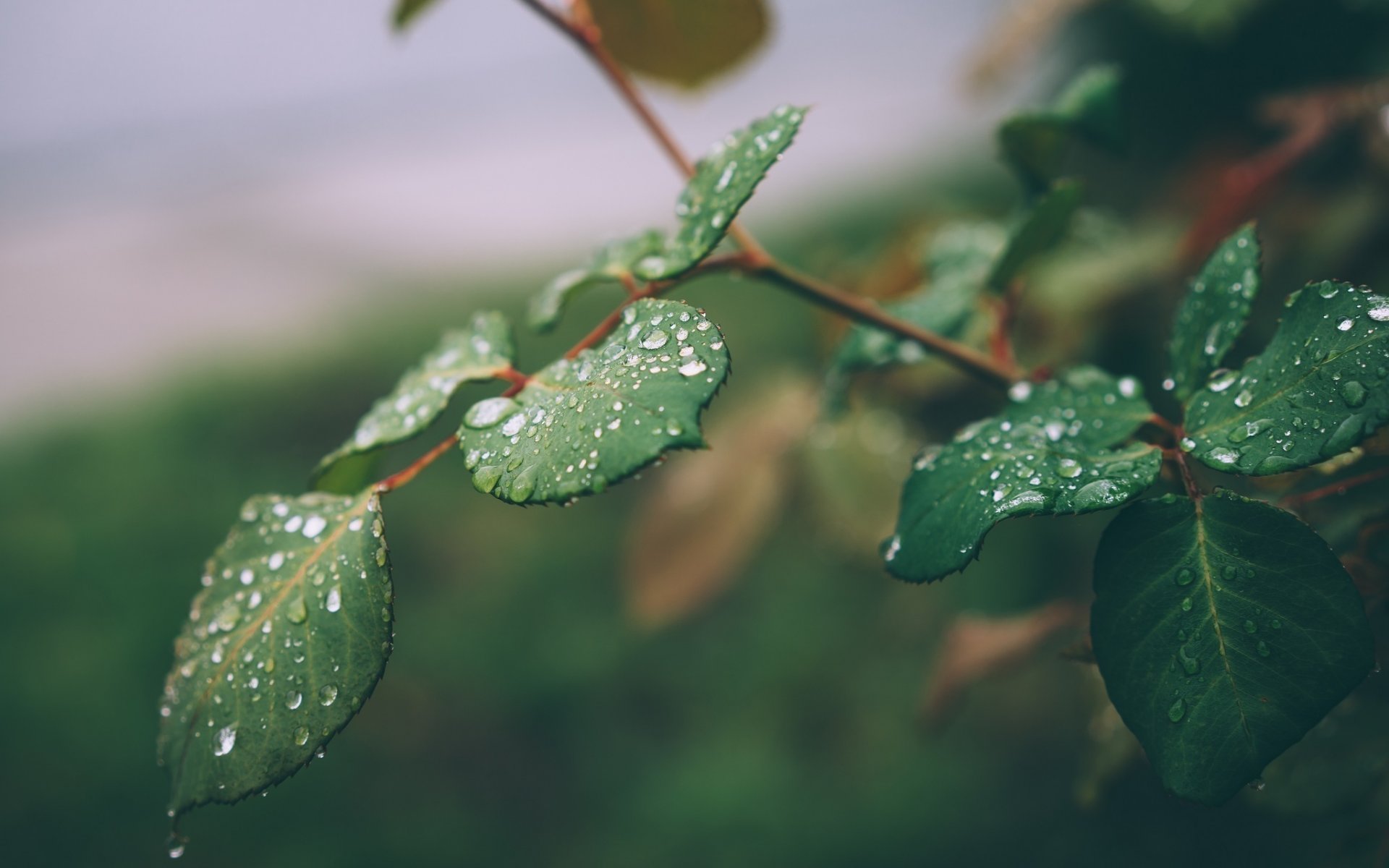 branch leaves drops close up green