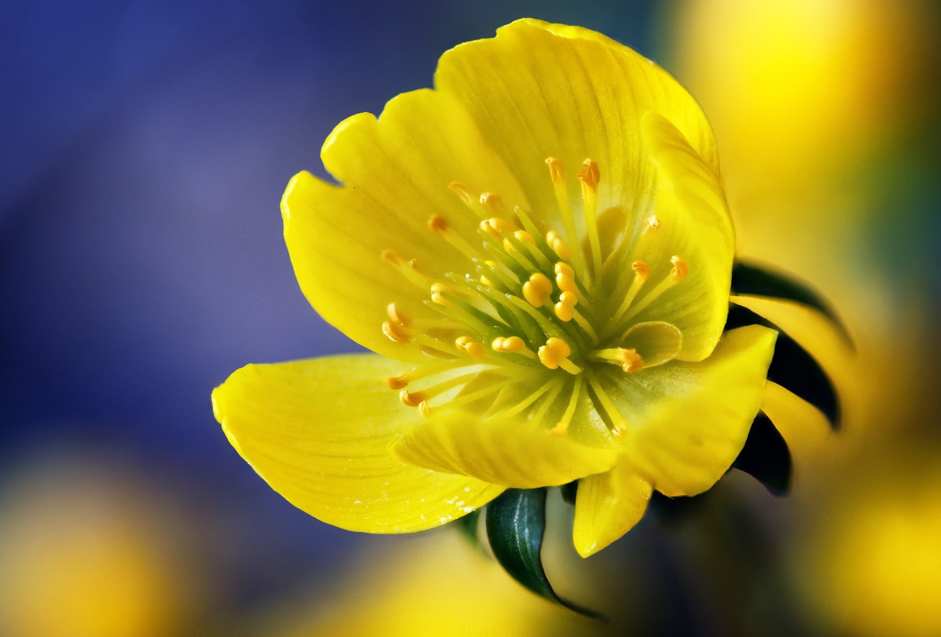 flower macro yellow yellow purple