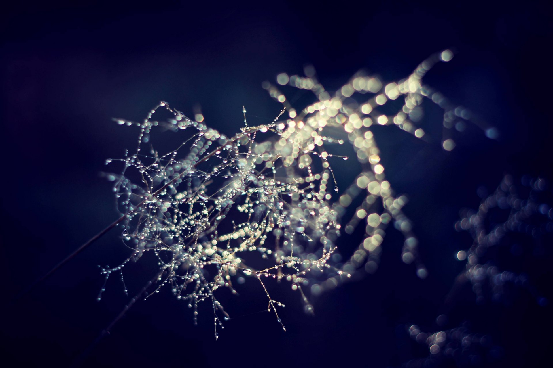 close up morning drops branch surreal