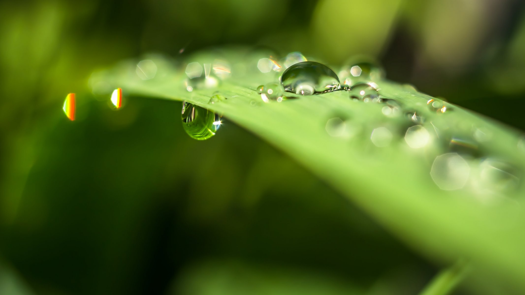 macro hoja gotas agua resplandor