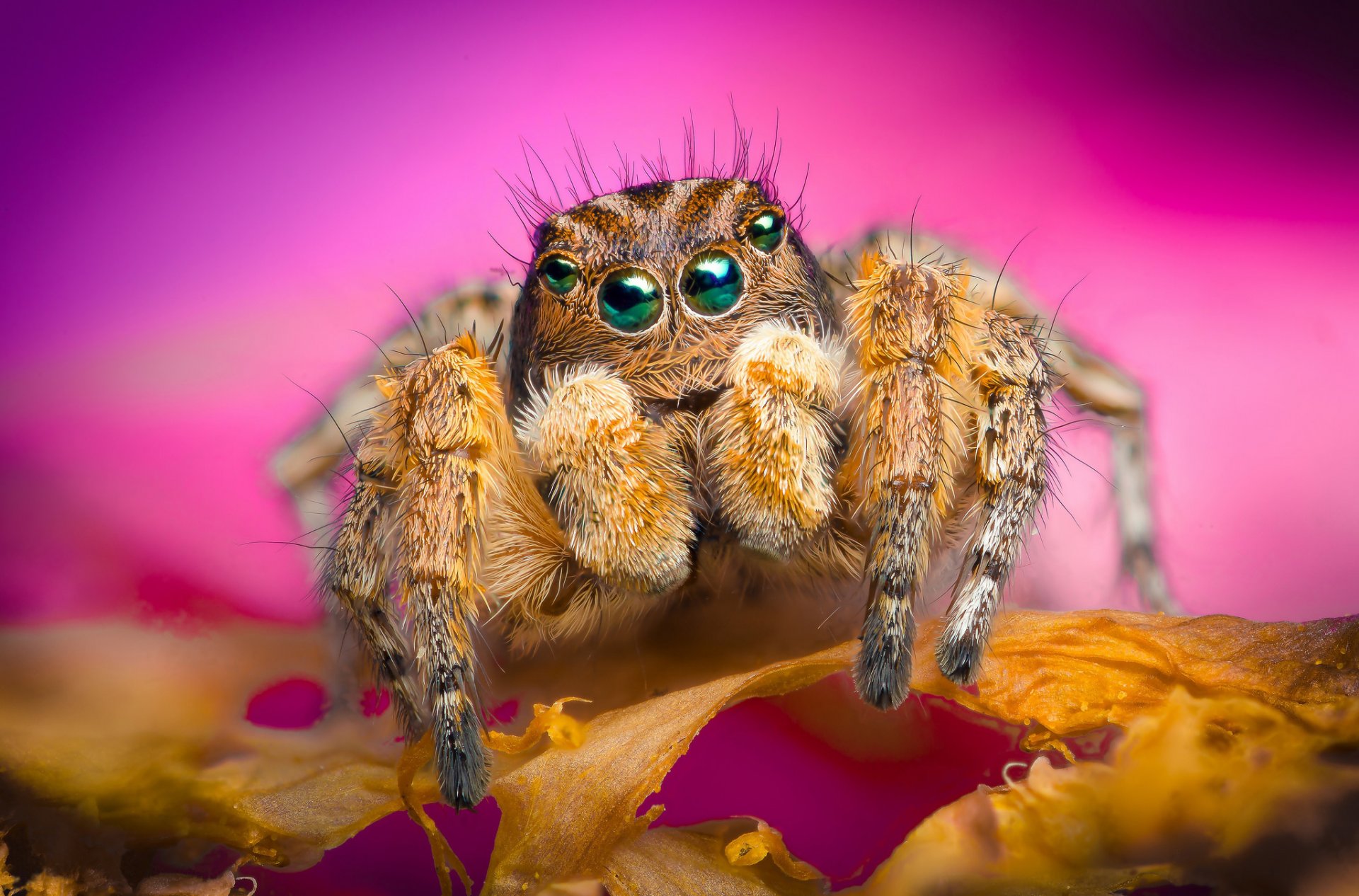 flower petals spider jumper background