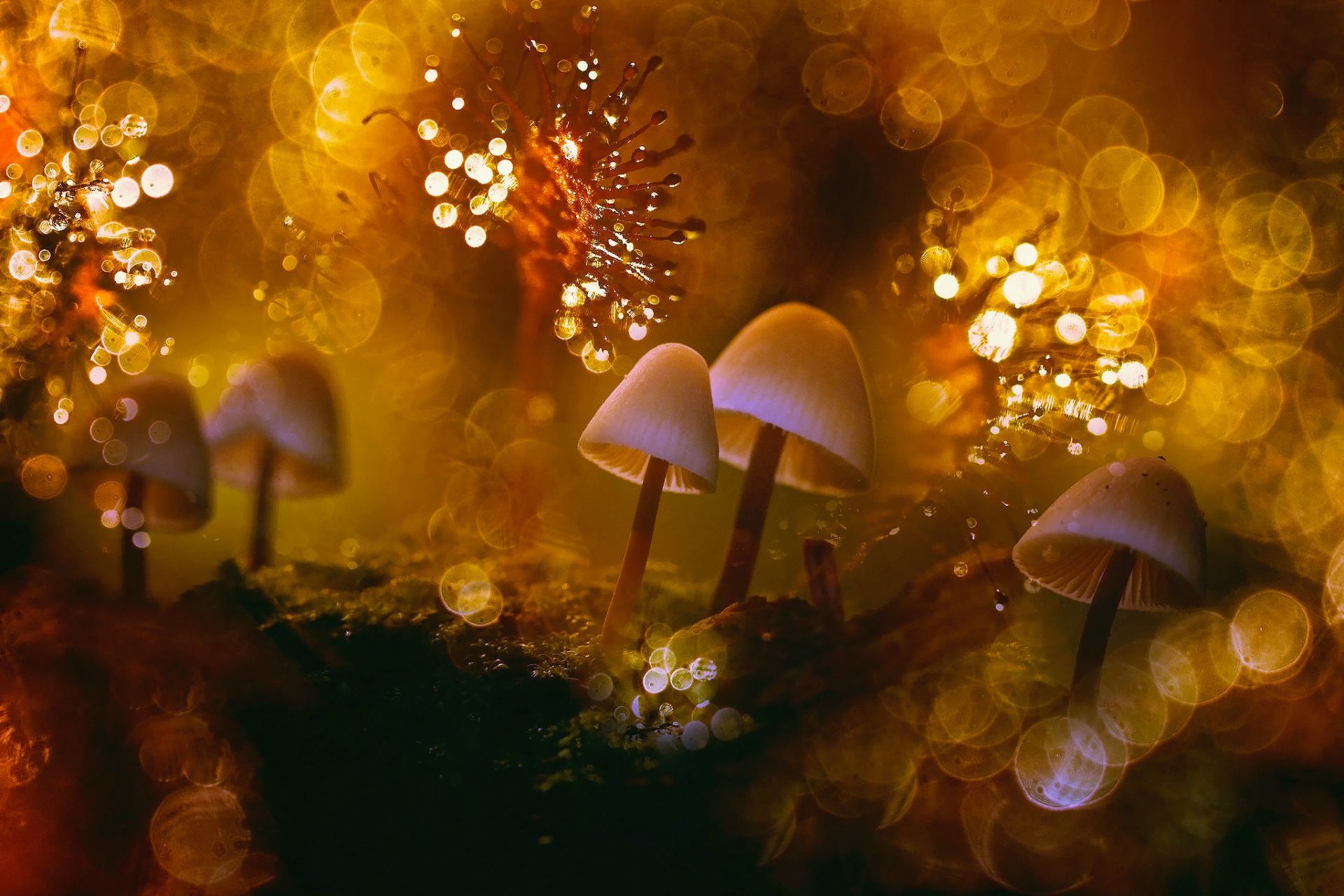 close up the world mushrooms moss lichens light heat rosa reflections bokeh