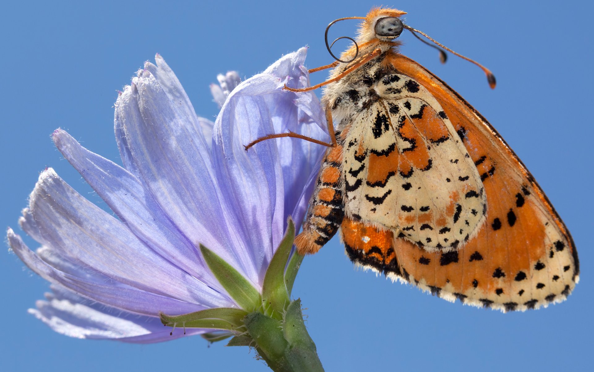 cielo flor pétalos mariposa alas polilla insecto