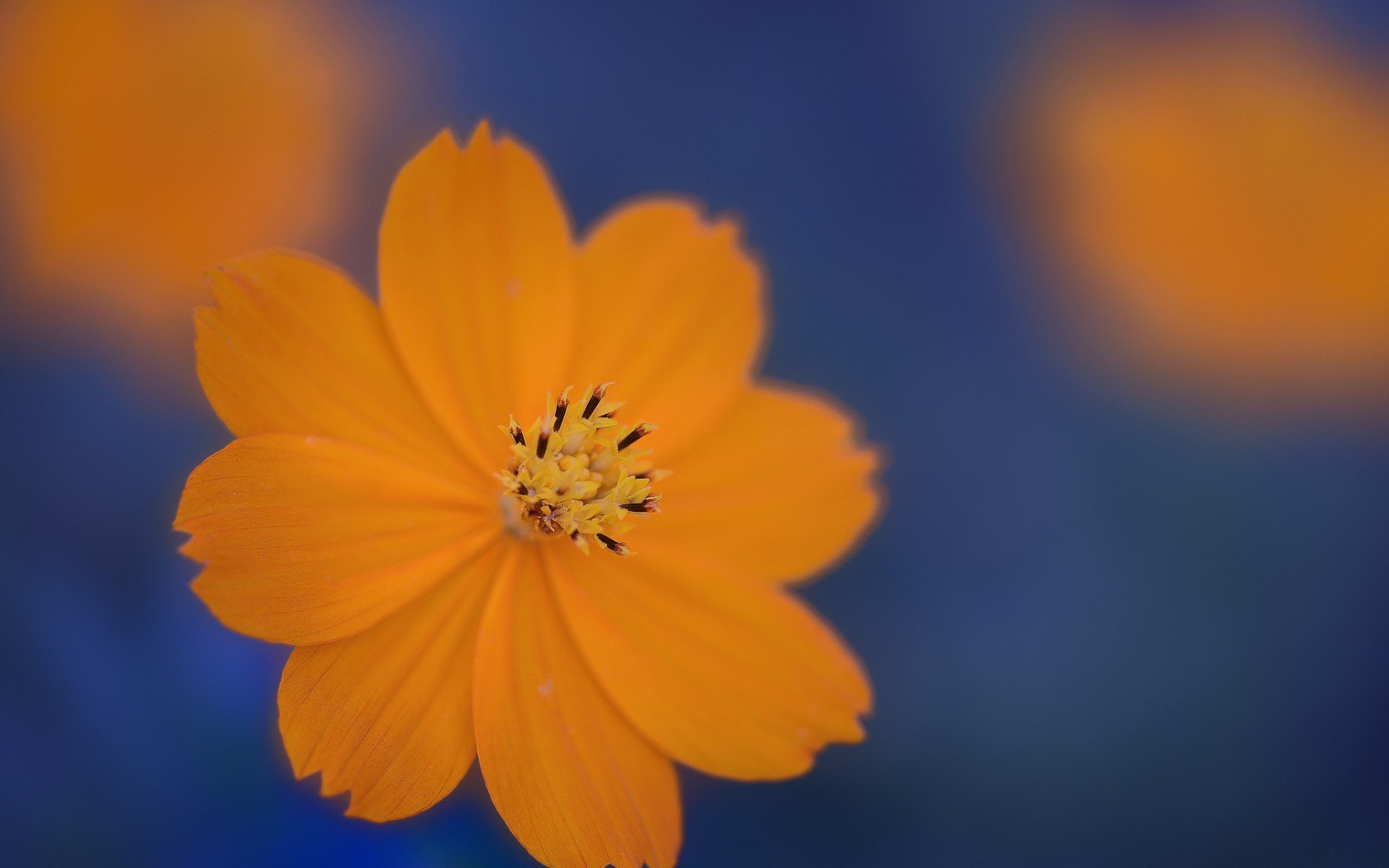 fiore macro arancione