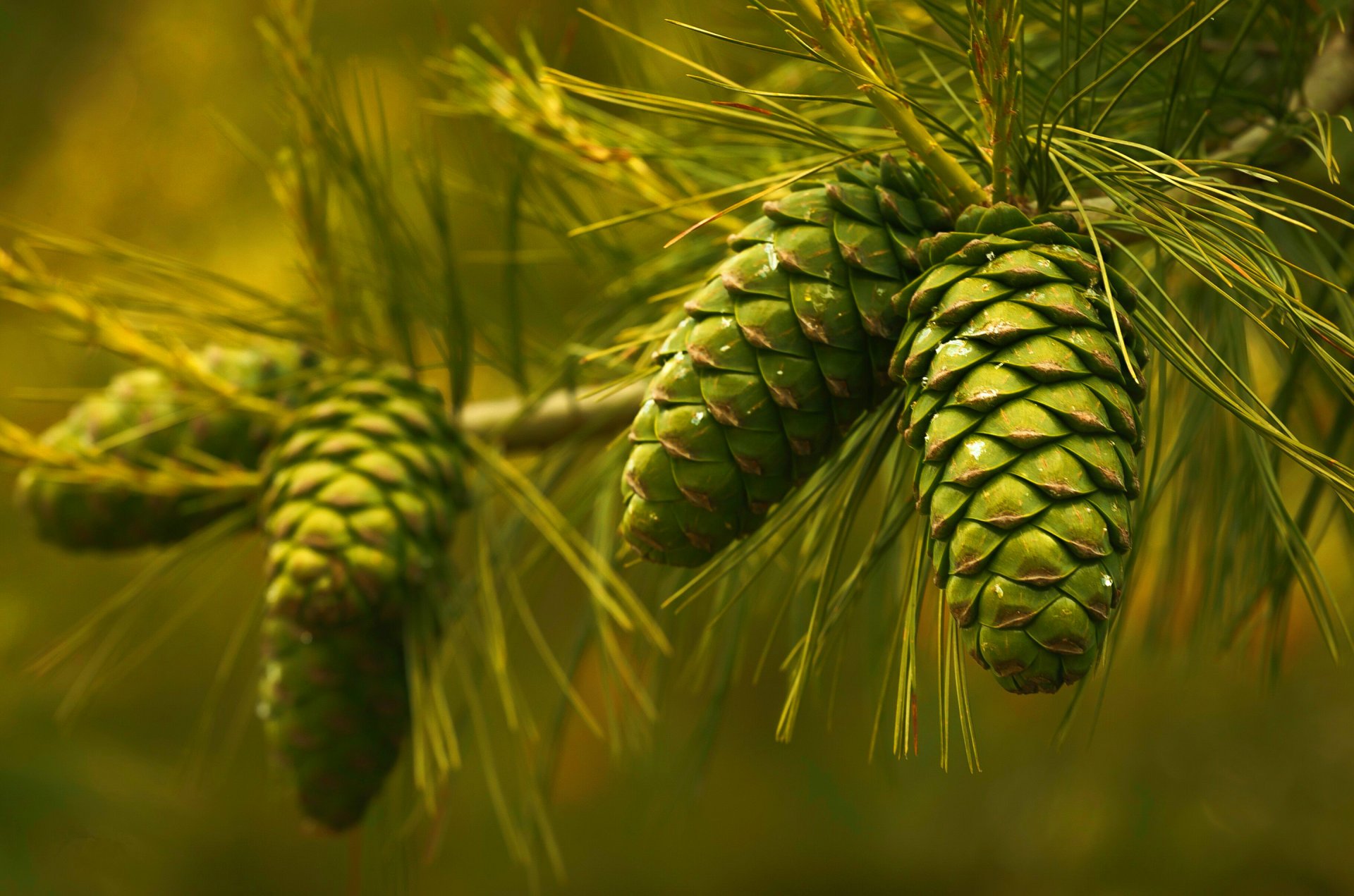 pomme de pin pin aiguilles branche