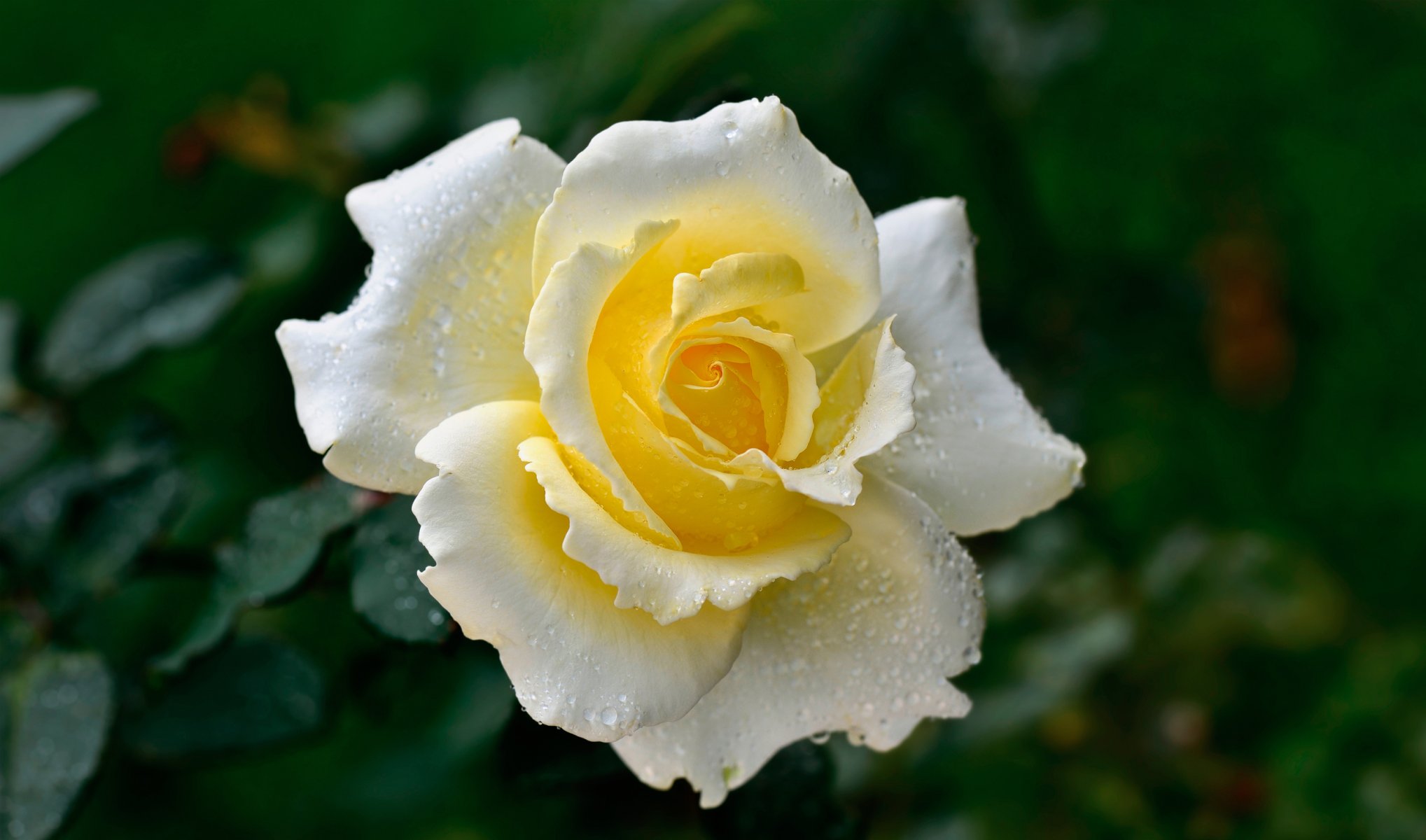 rose fleur pétales gouttes rosée