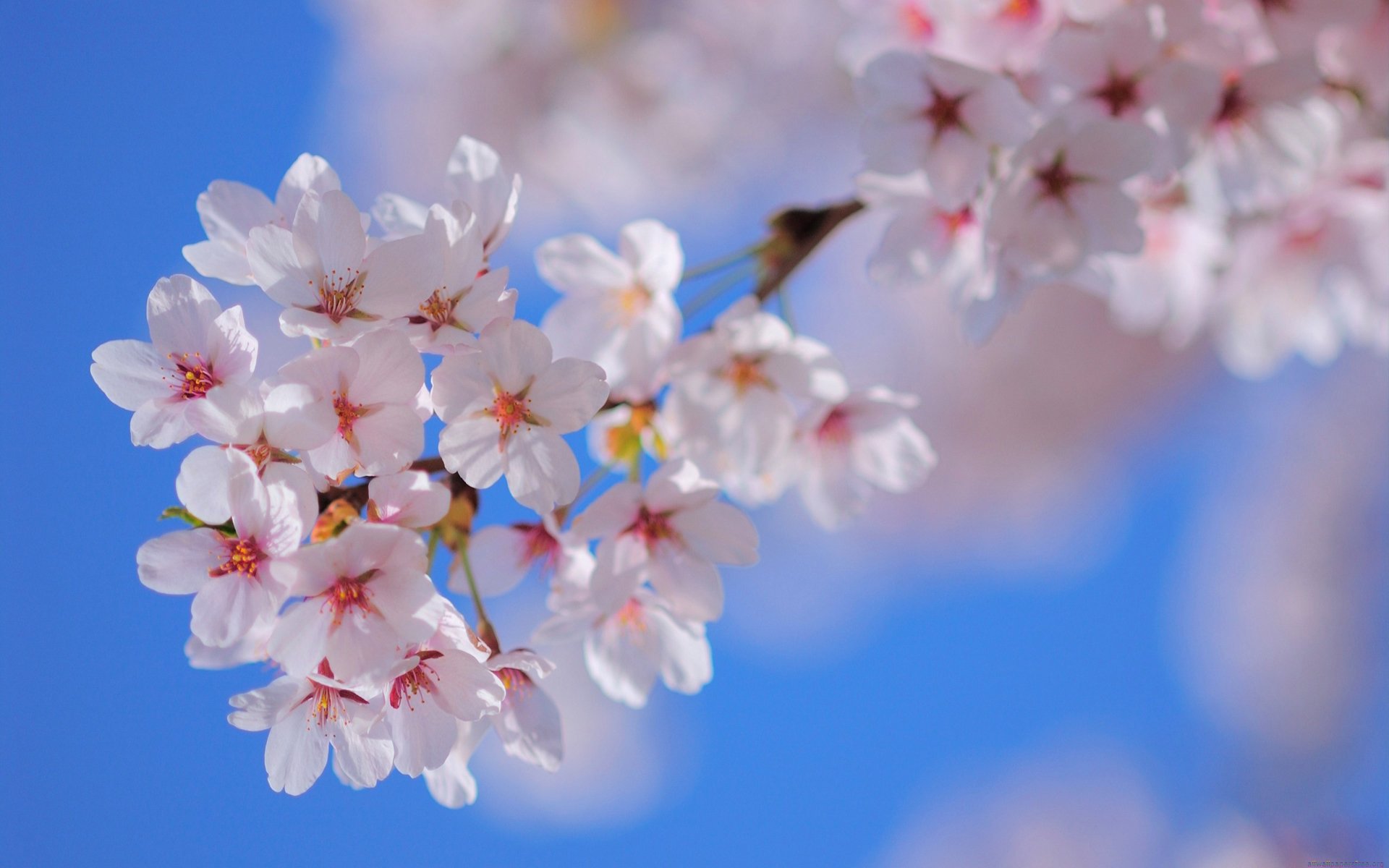 cielo natura albero ramo fiori petali primavera