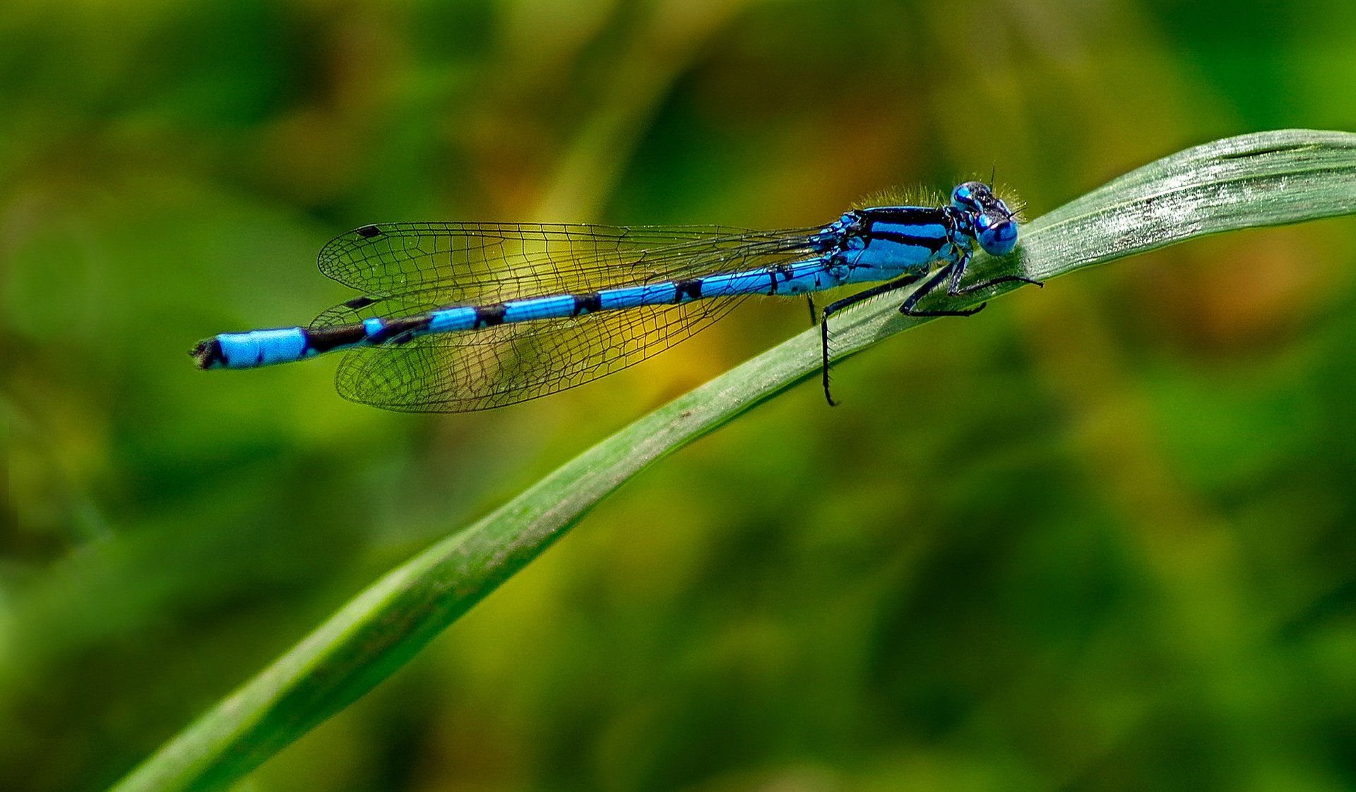 libelle insekt blatt gras natur