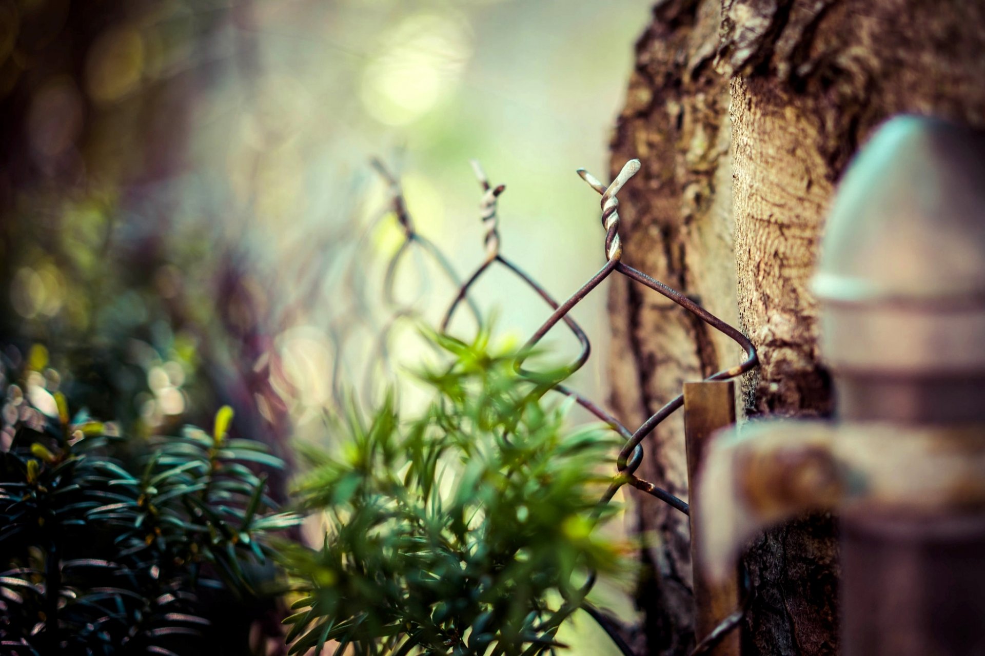 griglia recinzione recinzione albero foglie macro natura sfocatura bokeh