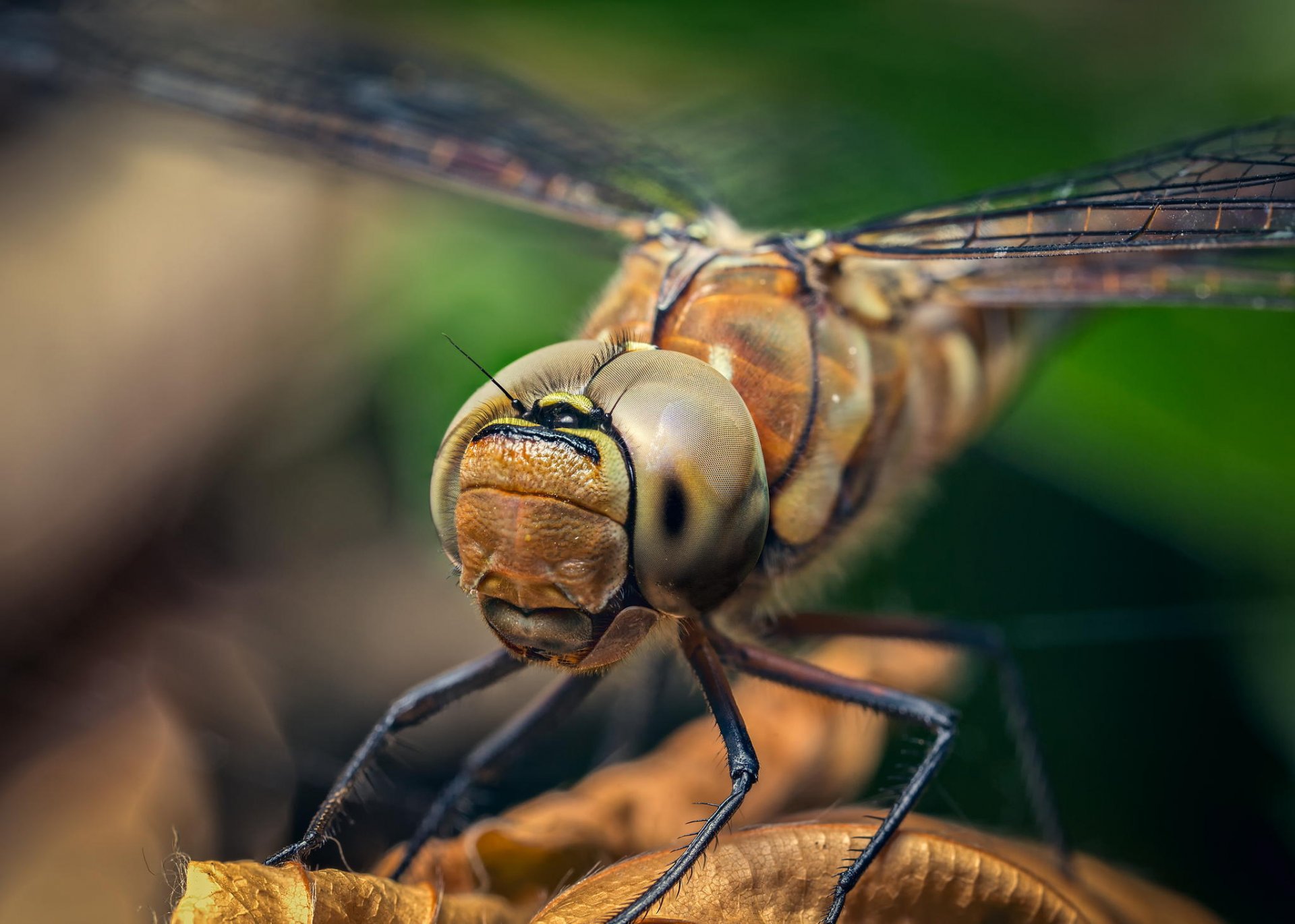 dragonfly insect wings head eyes foot