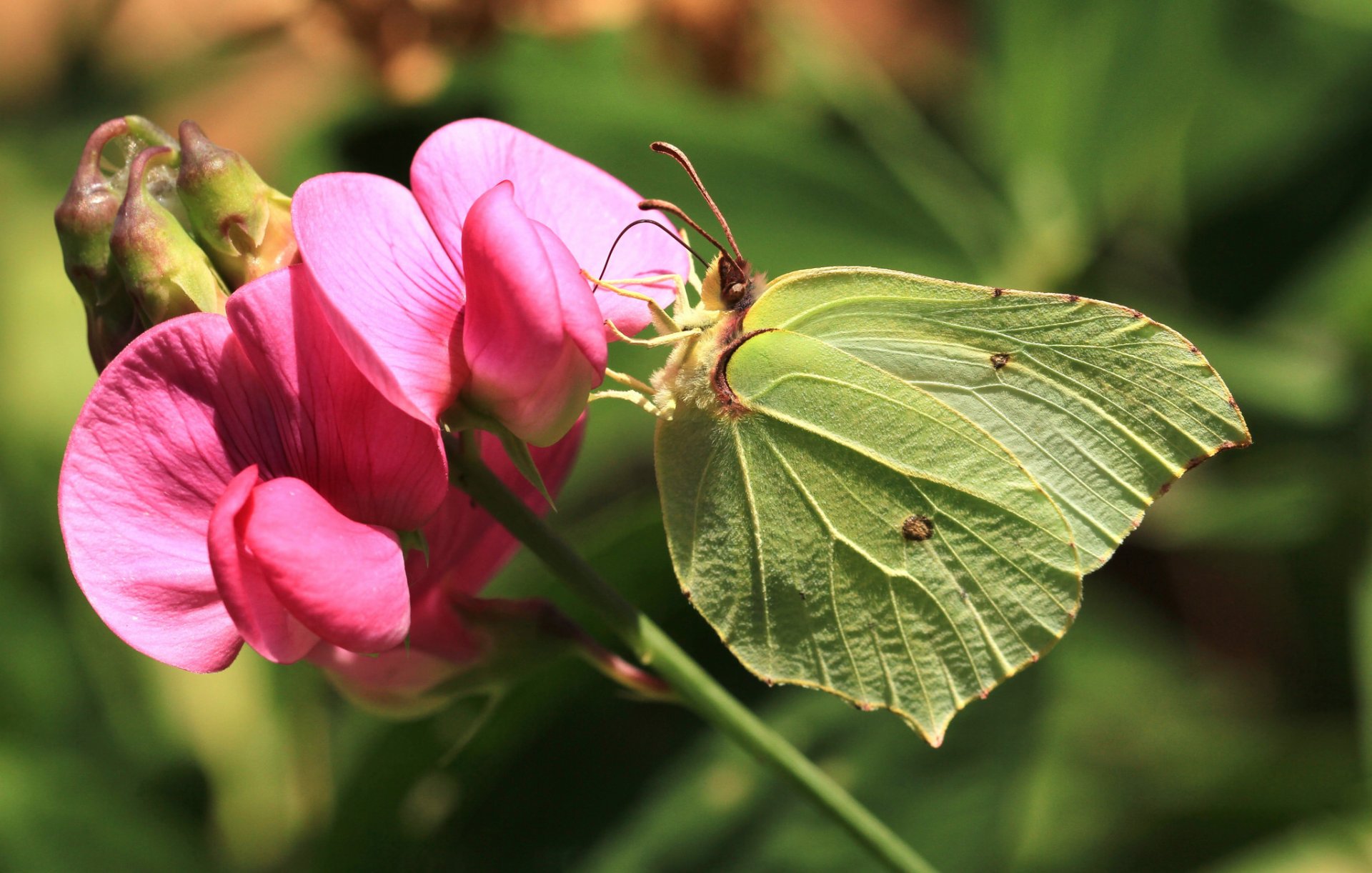 nerprun citronnelle papillon fleur gros plan