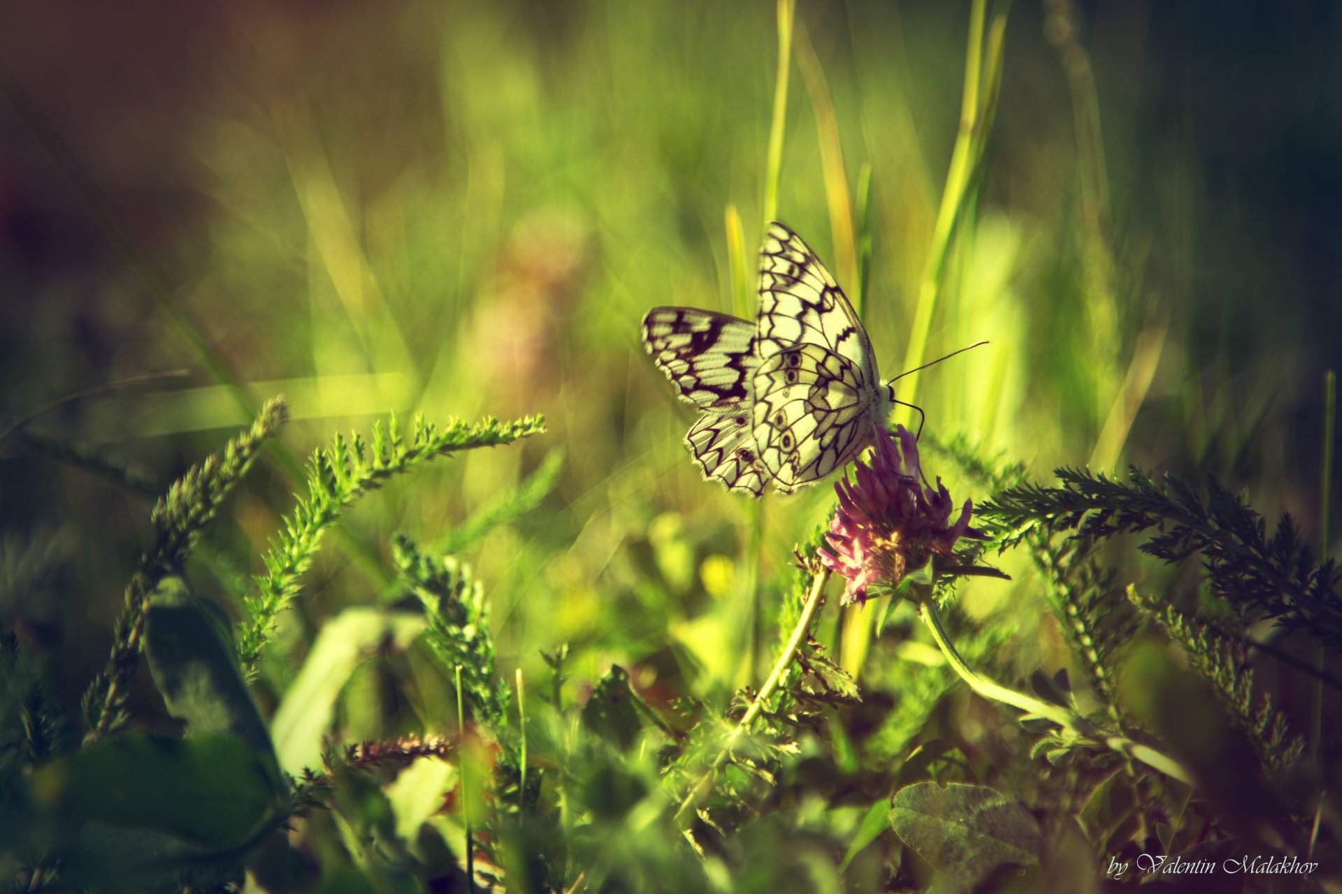 papillon klver verdure été fonds d écran images