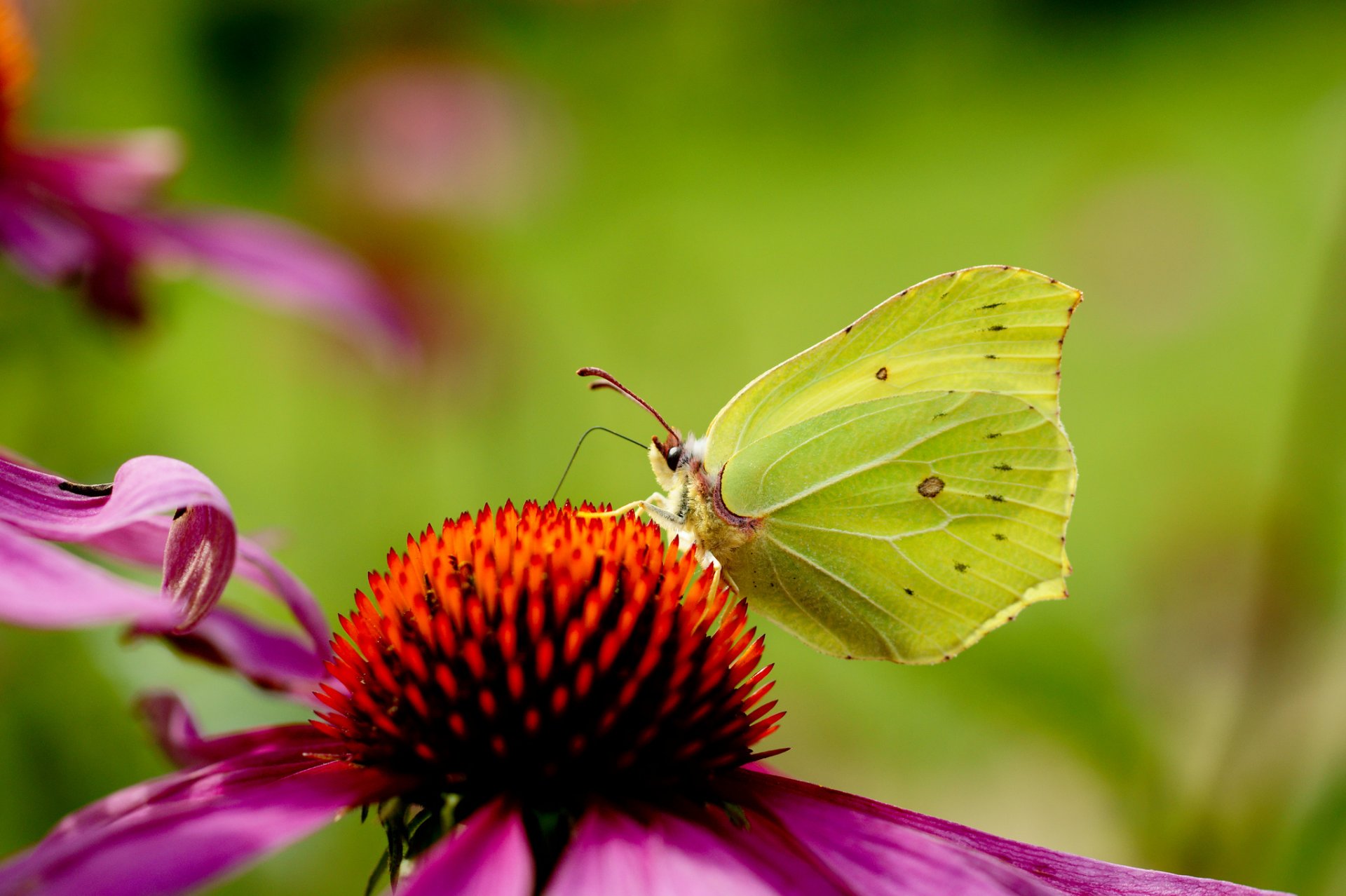 fiore rosa echinacea farfalla sfondo