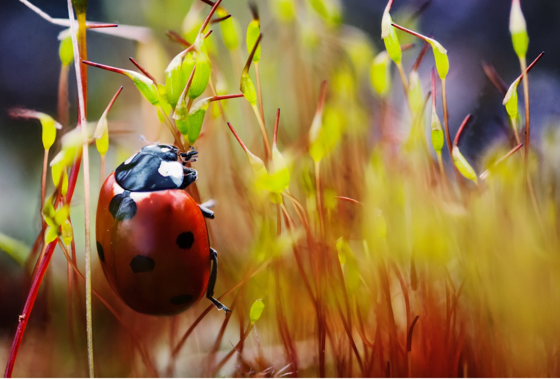 ladybug plants creeps speck