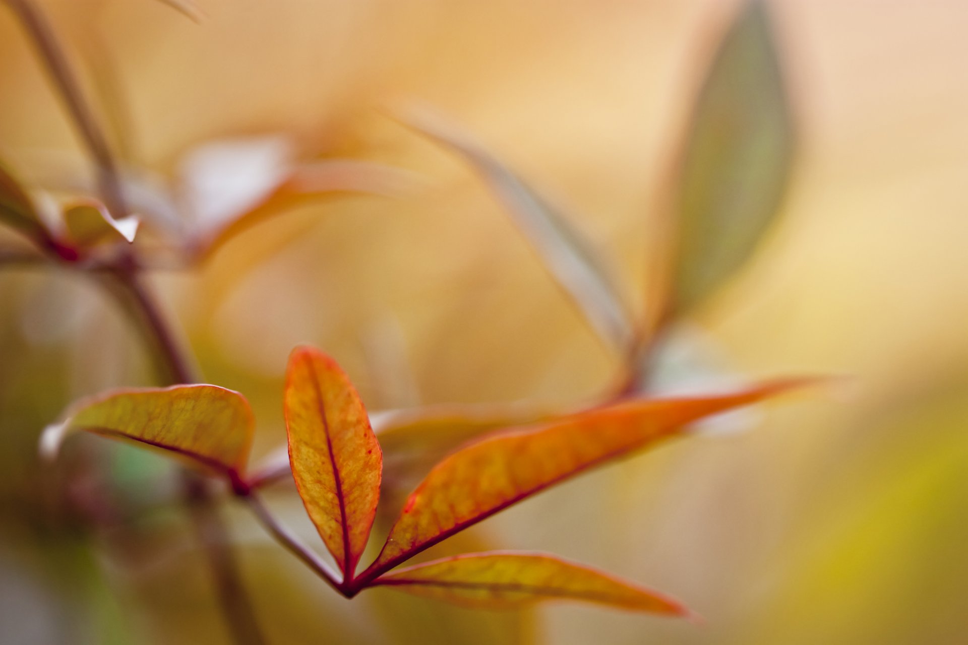 close up branch leaves yellow autumn