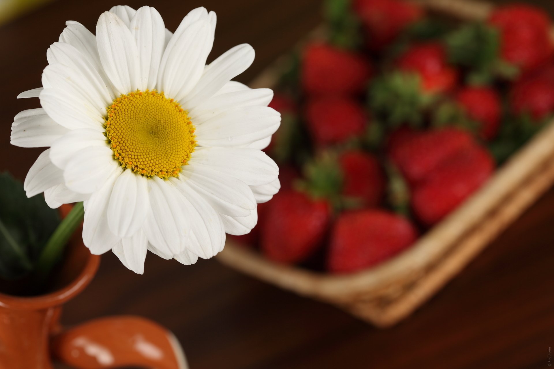 nahaufnahme erdbeere blumen kamille