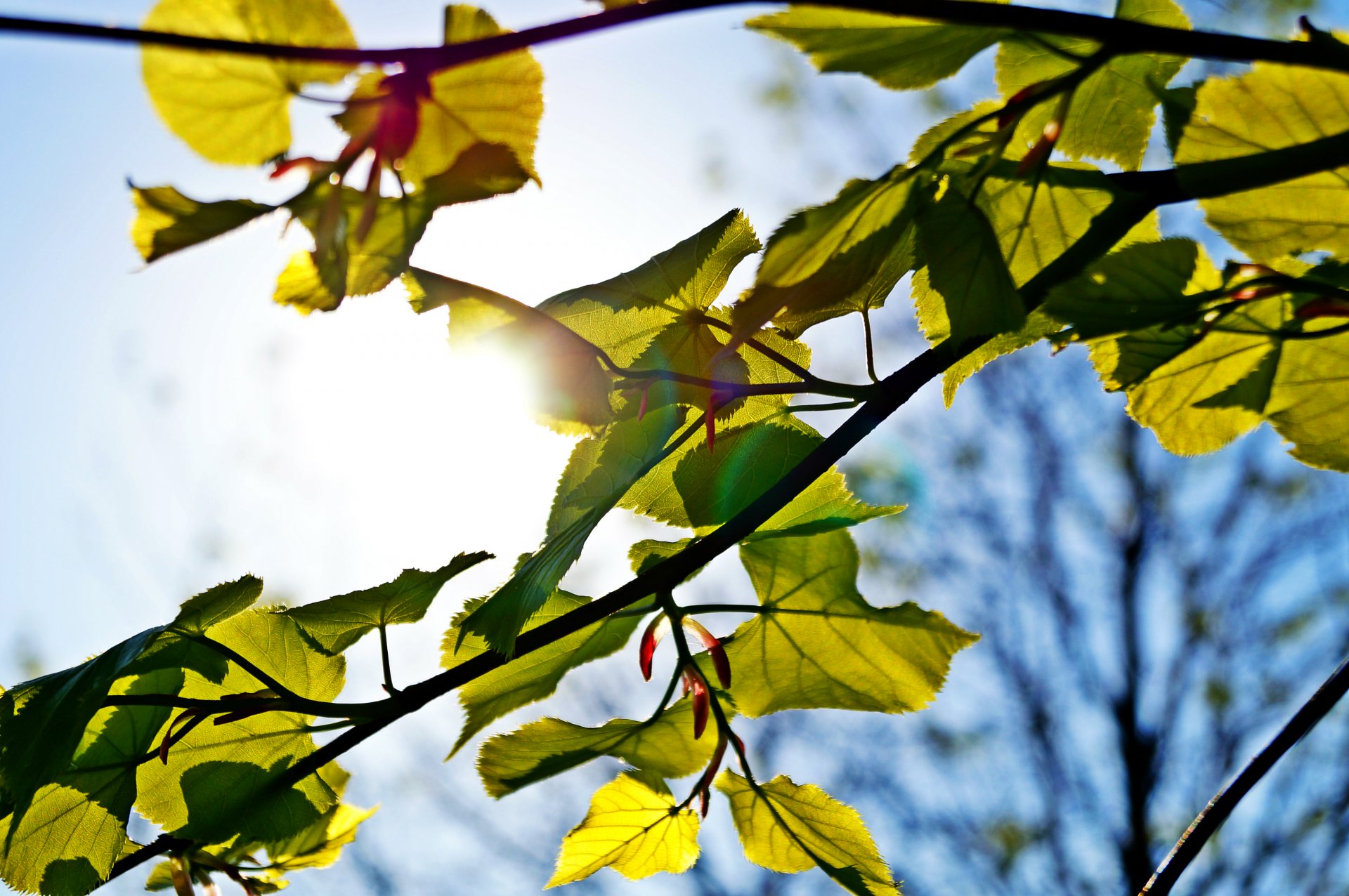 foglia albero sole cielo verde blu macro fascio