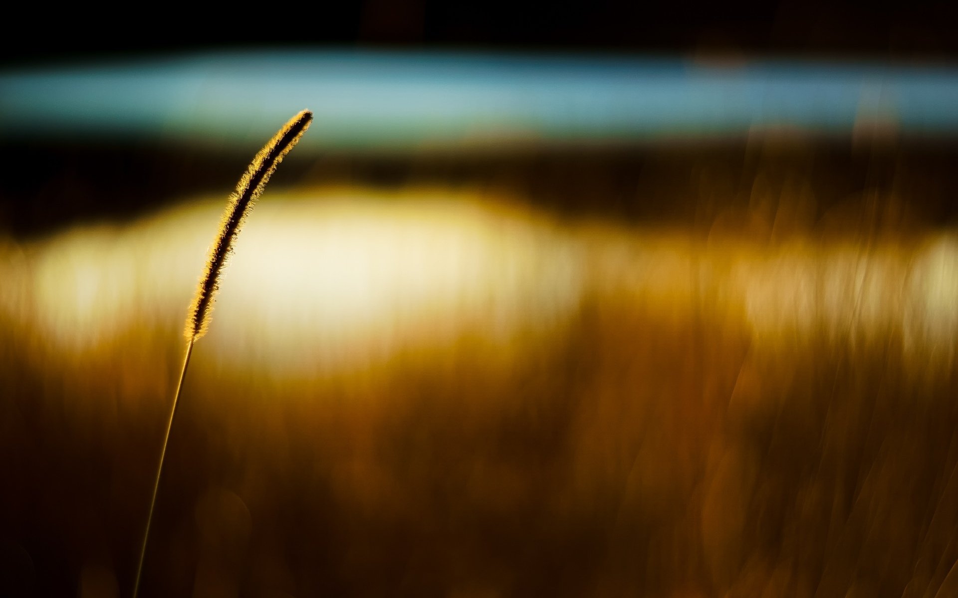 macro ear ear ears field wheat rye blur bokeh macro background wallpaper widescreen fullscreen widescreen