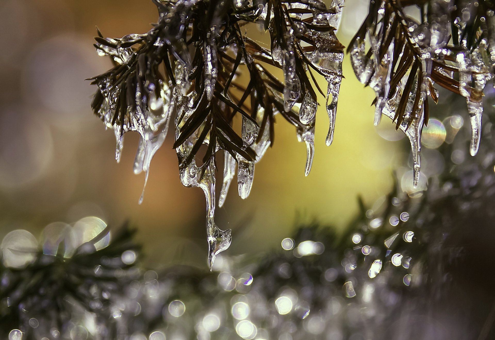 branches needle icicles close up