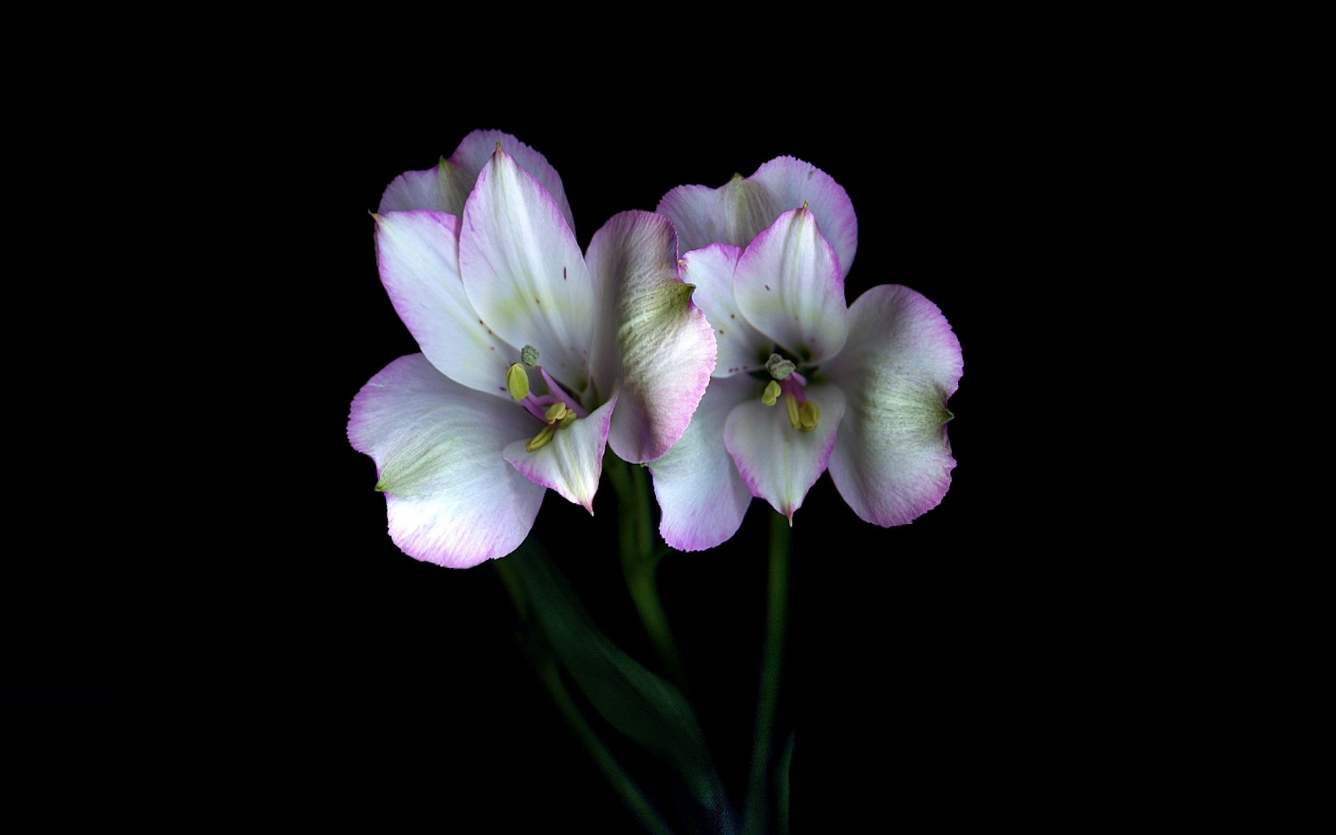 fiori gambo petali coppia luce ombra