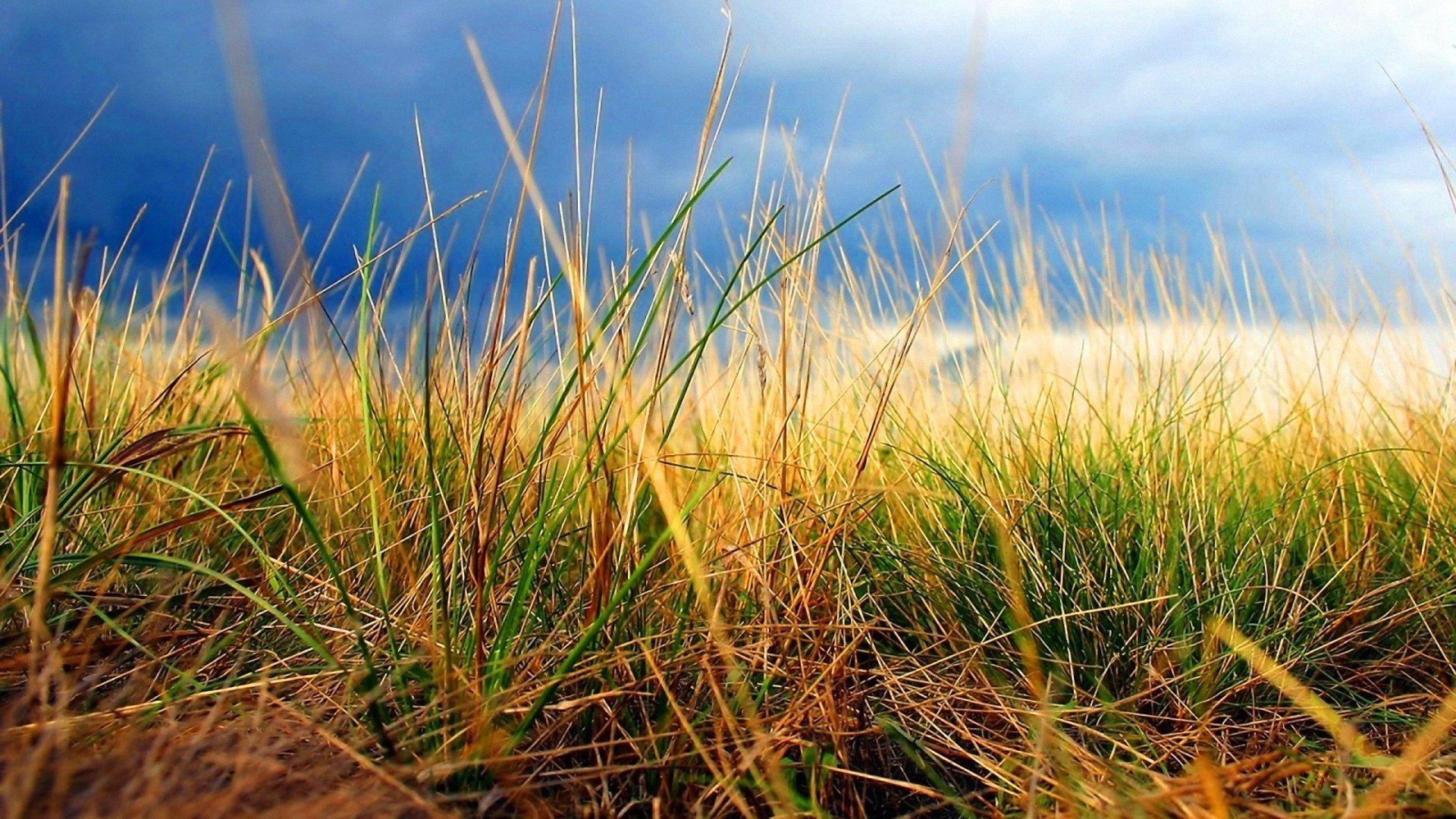 ky grass autumn