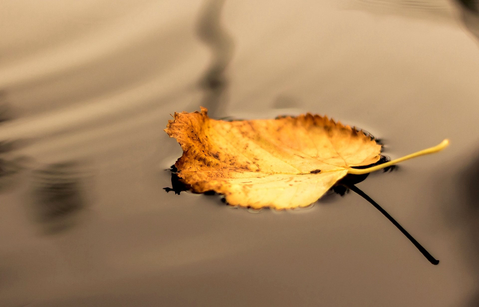 heet yellow water shadow nature close up autumn