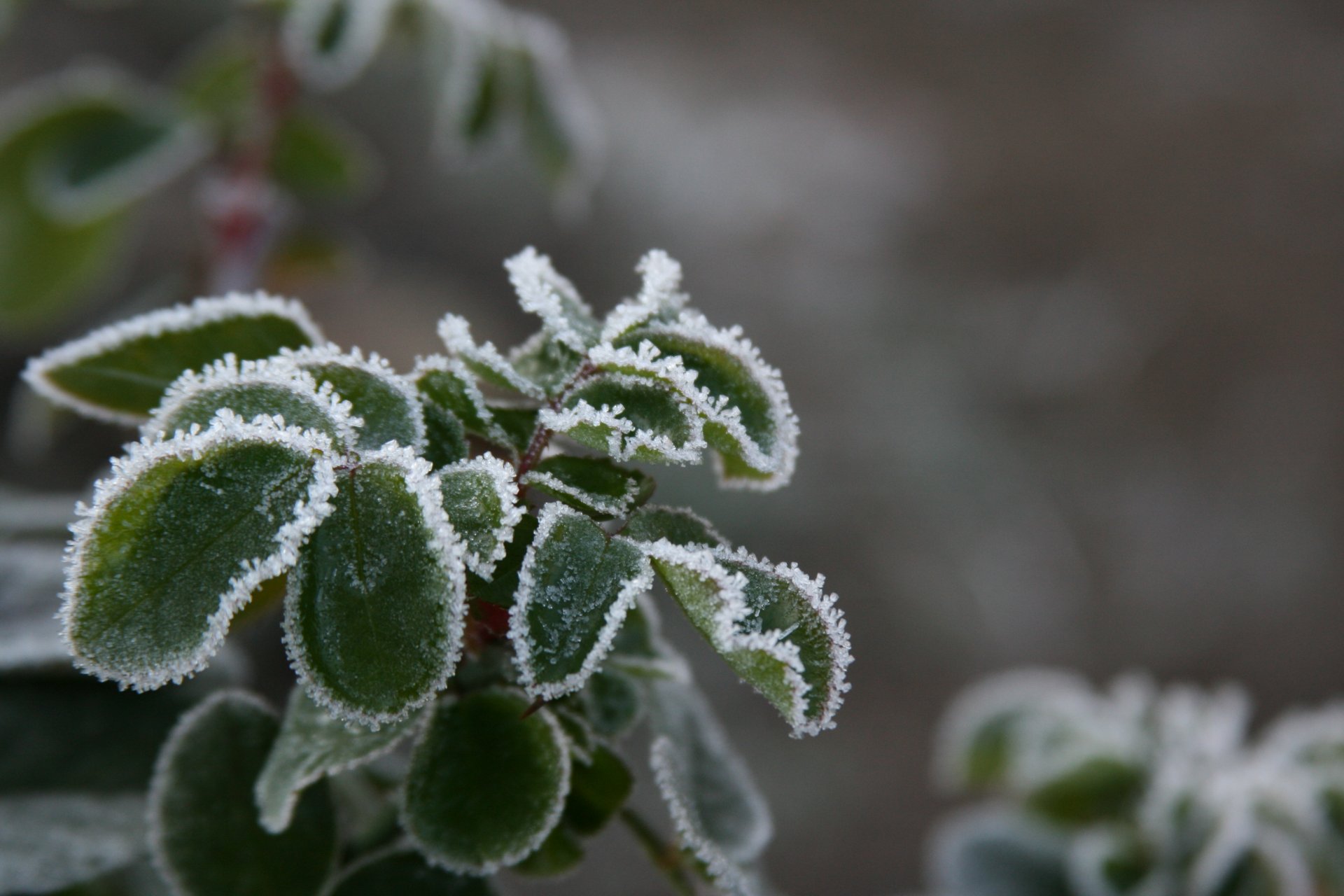 background wallpaper macro nature plant frost snow cold winter leaves frost