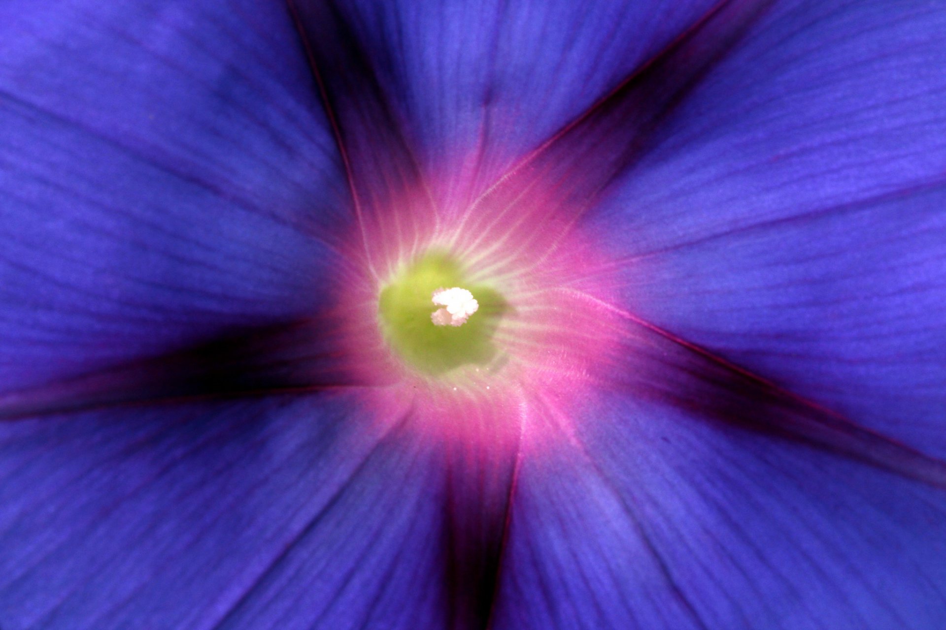 gloria mattutina blu fiore petali macro messa a fuoco