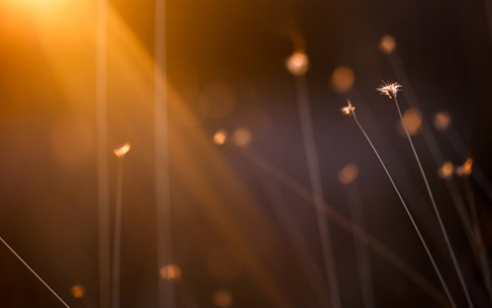 close up plant the stem blur sun rays bokeh morning day background wallpaper widescreen full screen hd wallpaper