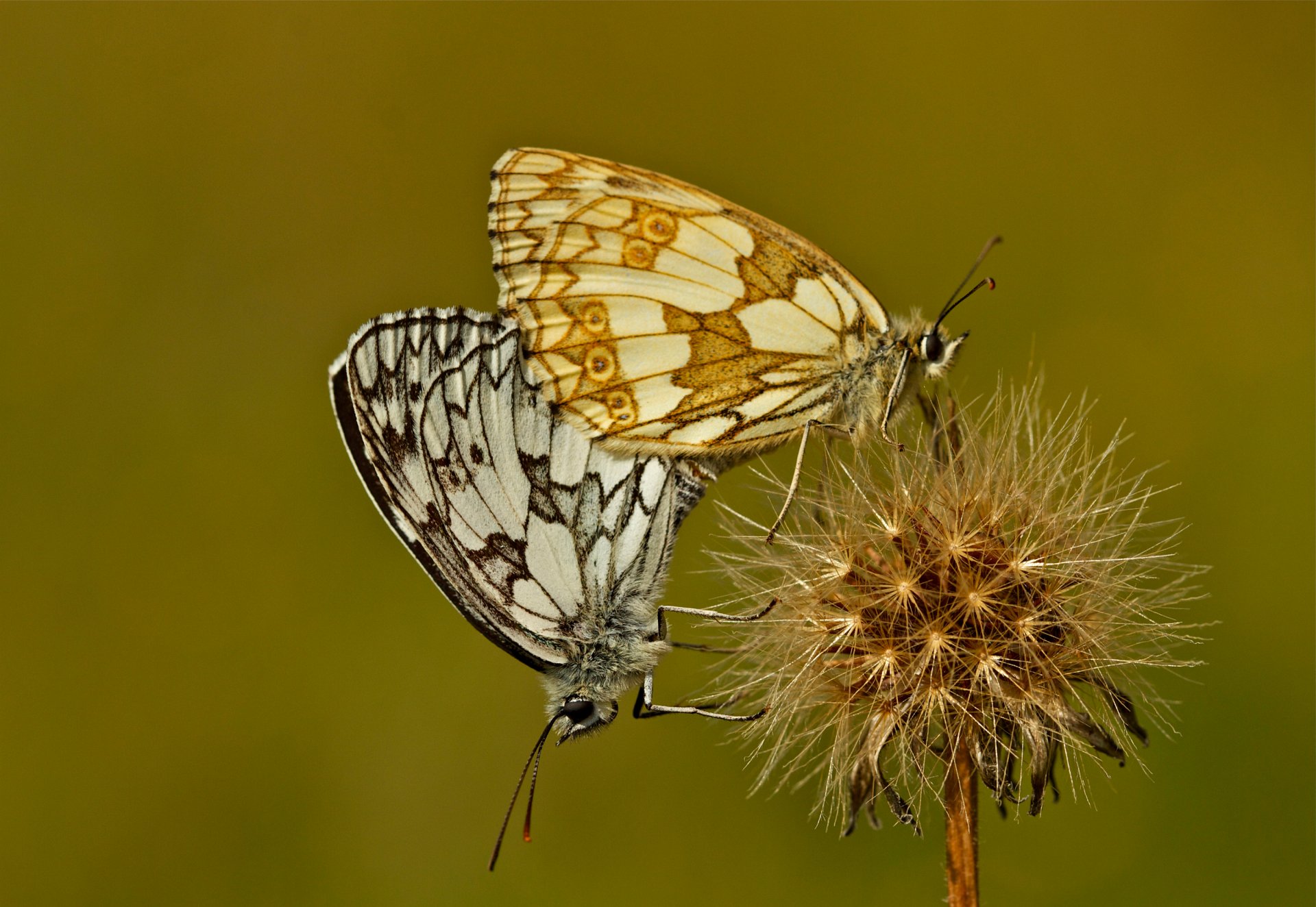 flower butterfly plant moth