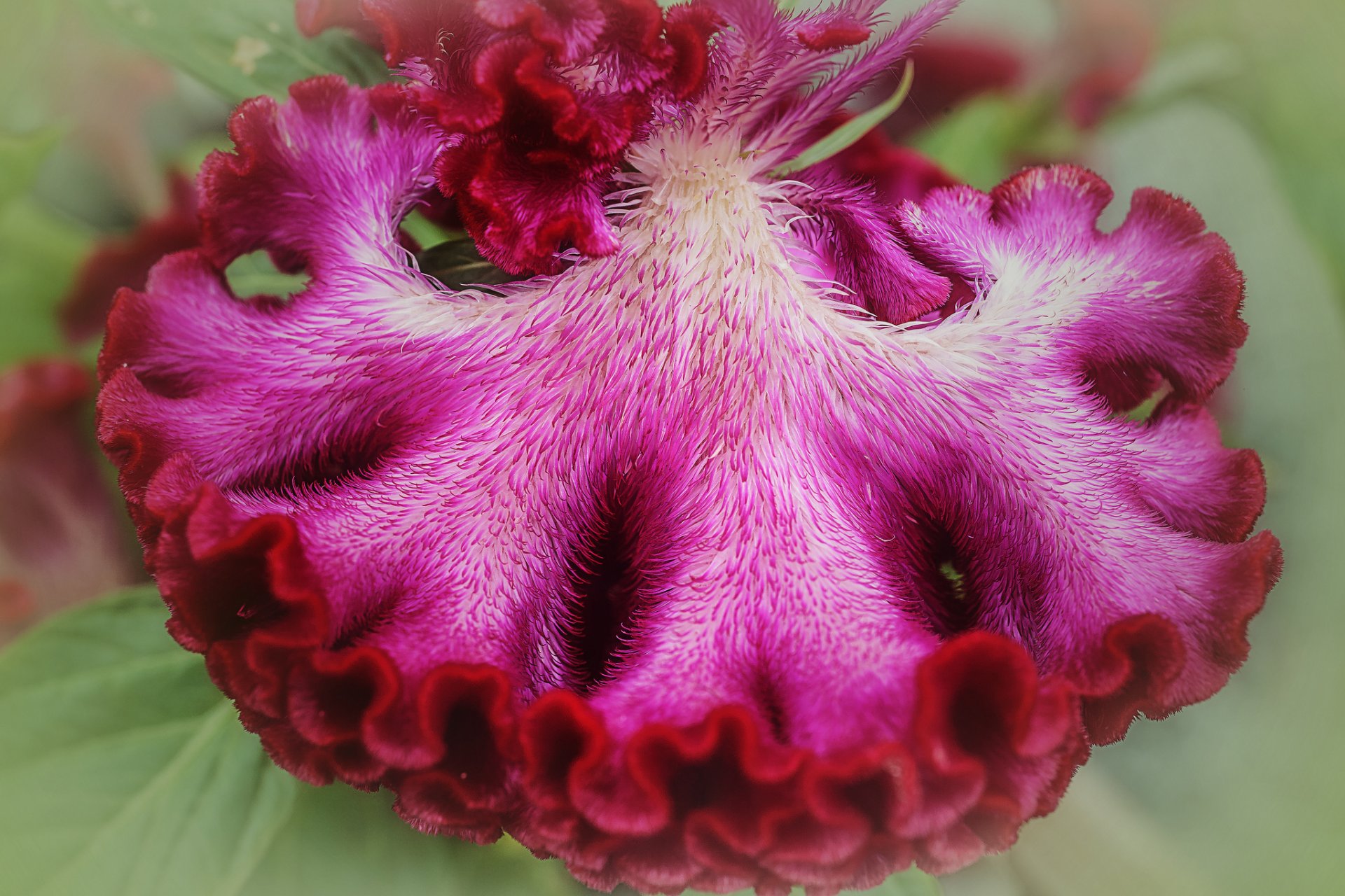 célosie pétoncle fleur rouge et rose