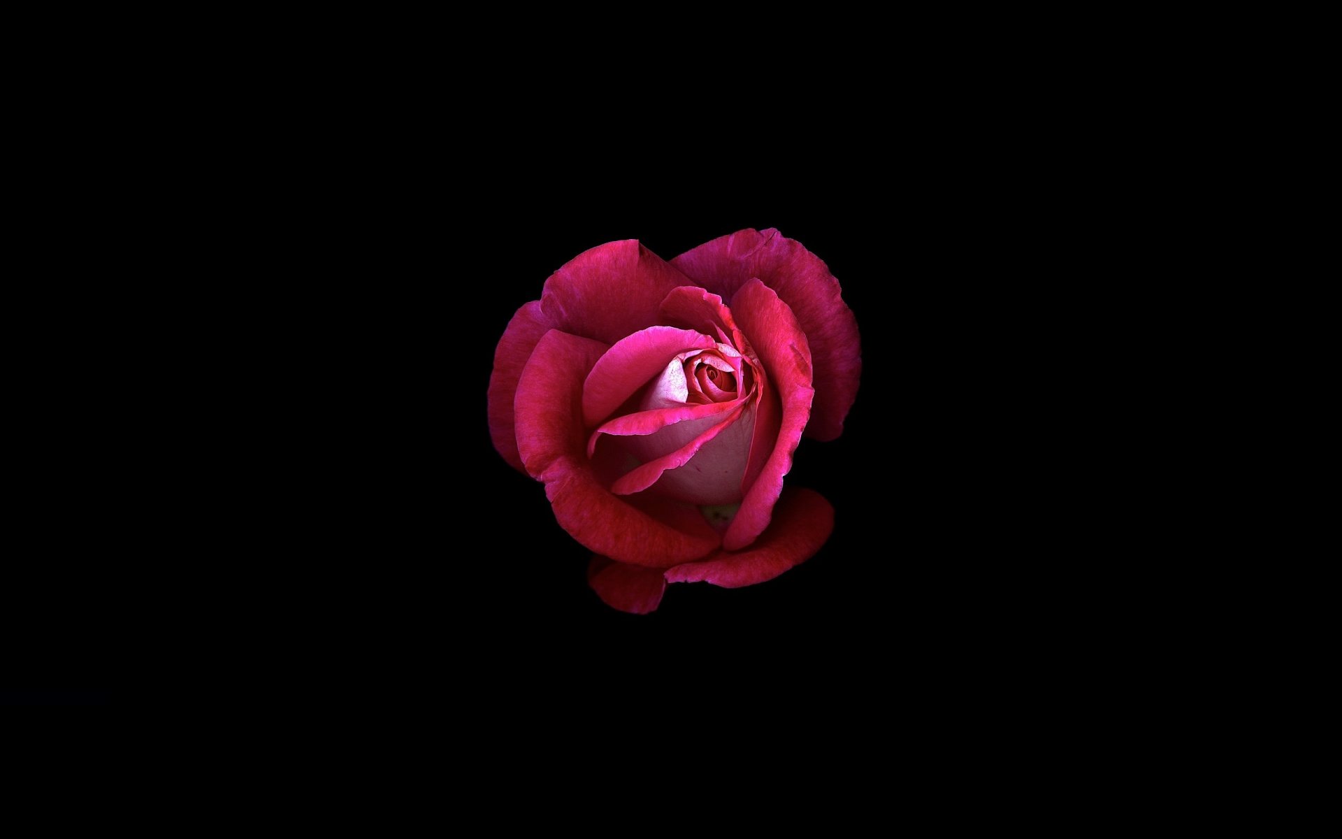 flower petals light shadow background rose