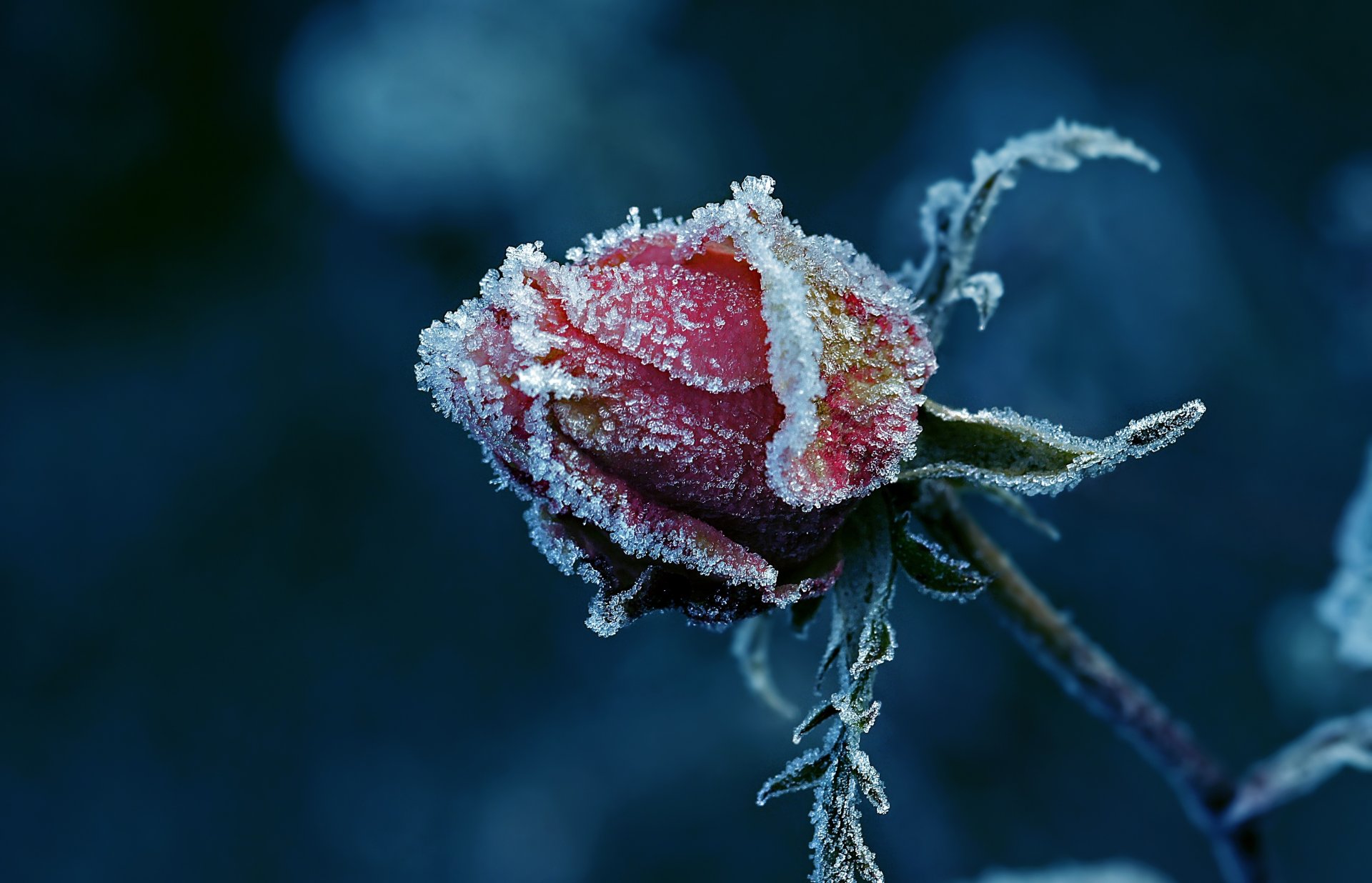 rosa brote escarcha