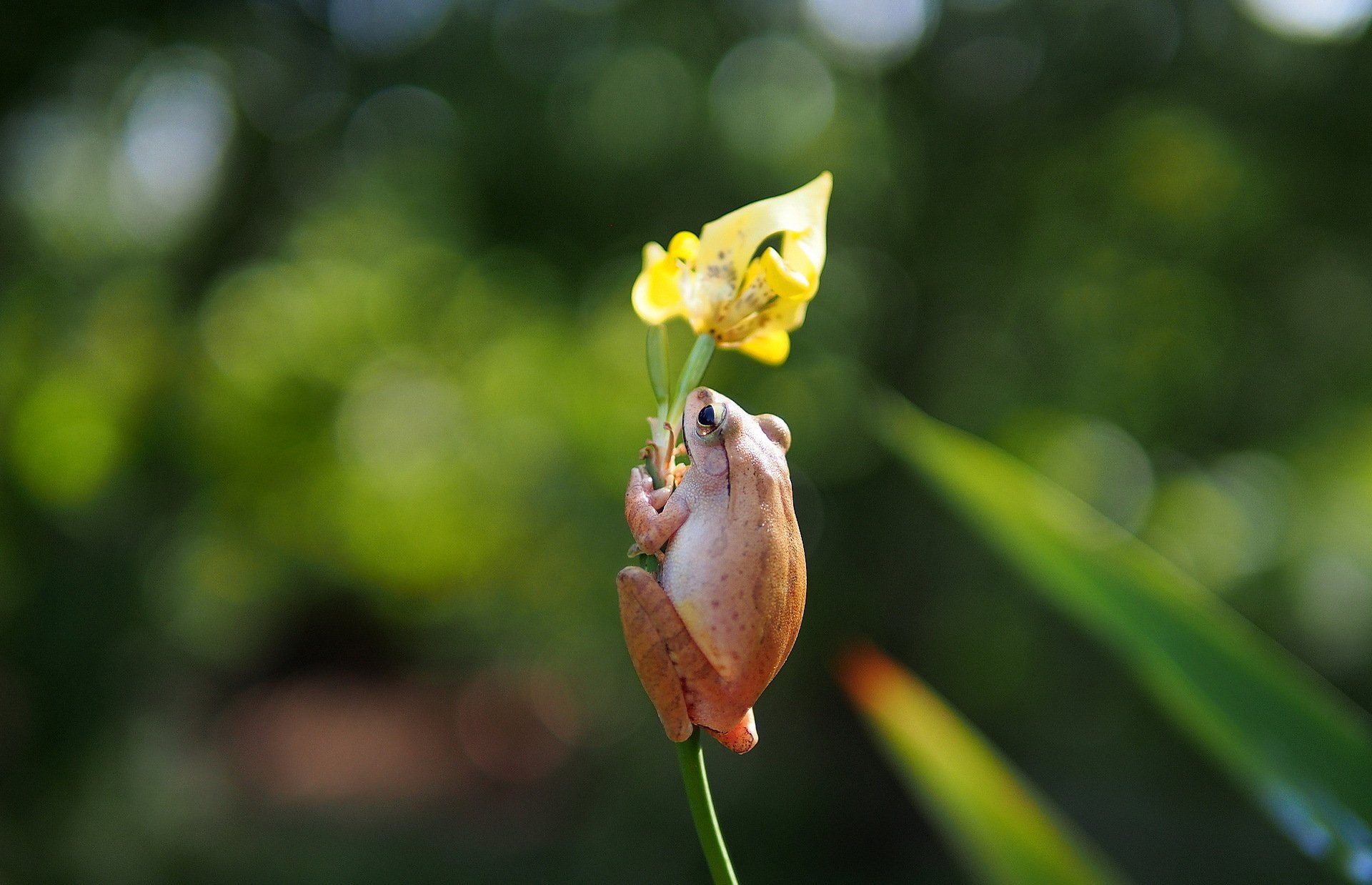 flor amarillo iris rana leñosa de pecho blanco