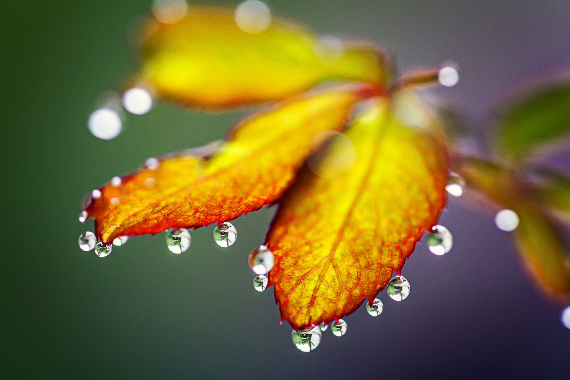 drops rain autumn leaves nature