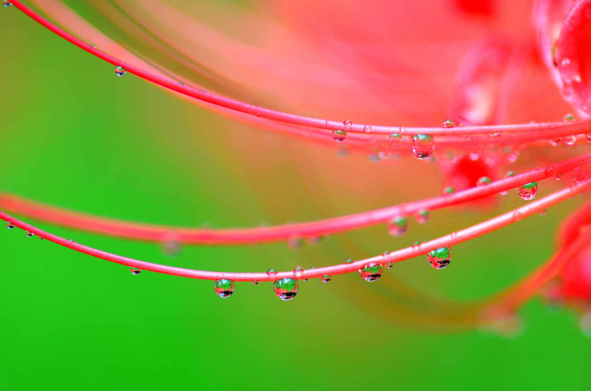 fleur pétales gouttes eau rosée