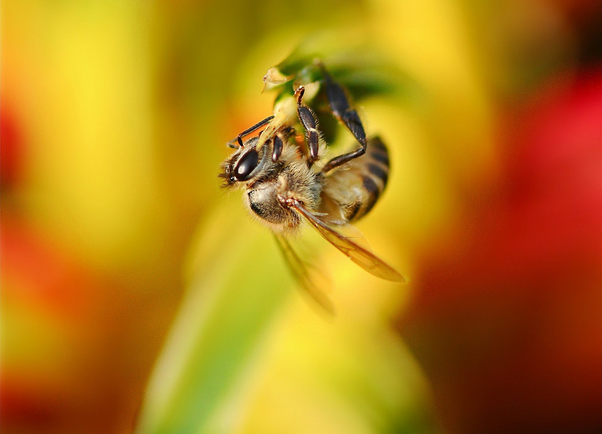 plant flower insect bee background