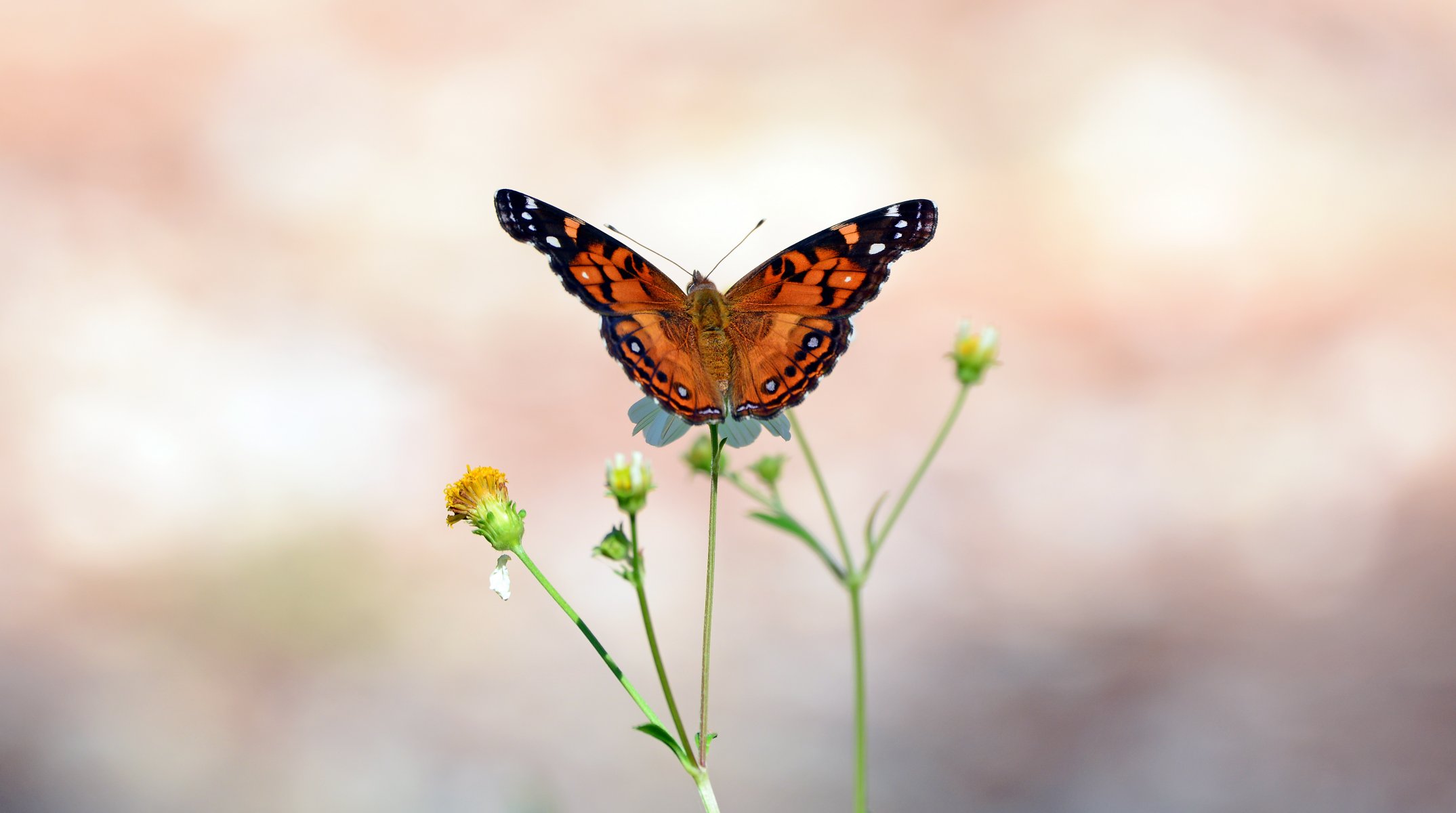 motyl skrzydła otwarte skrzydła łodygi pąki anteny bokeh pąki anteny