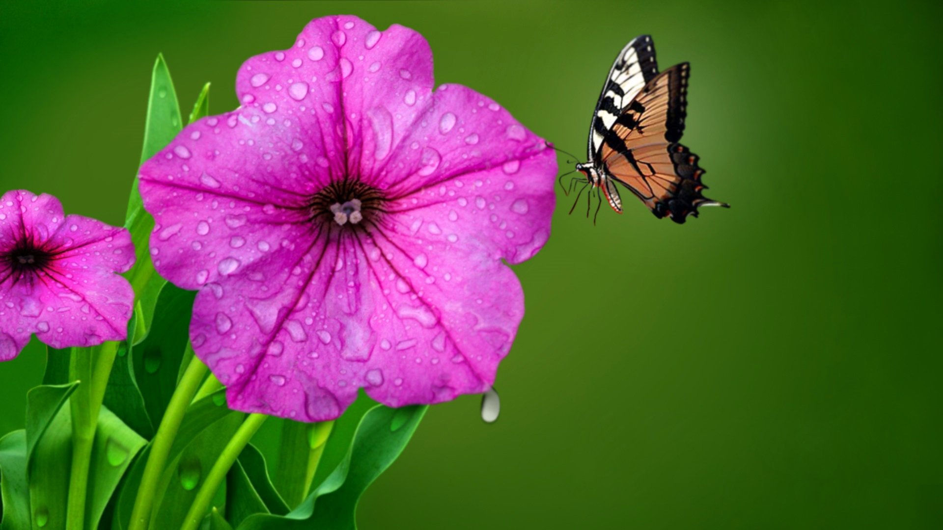 flor gotas rocío mariposa