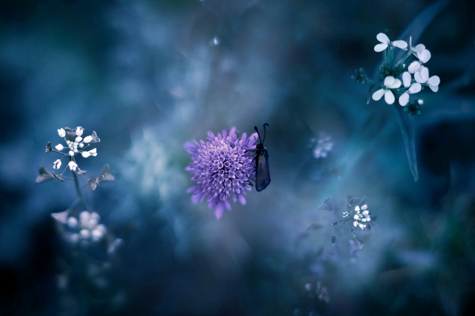 flower purple grass insect nature close up