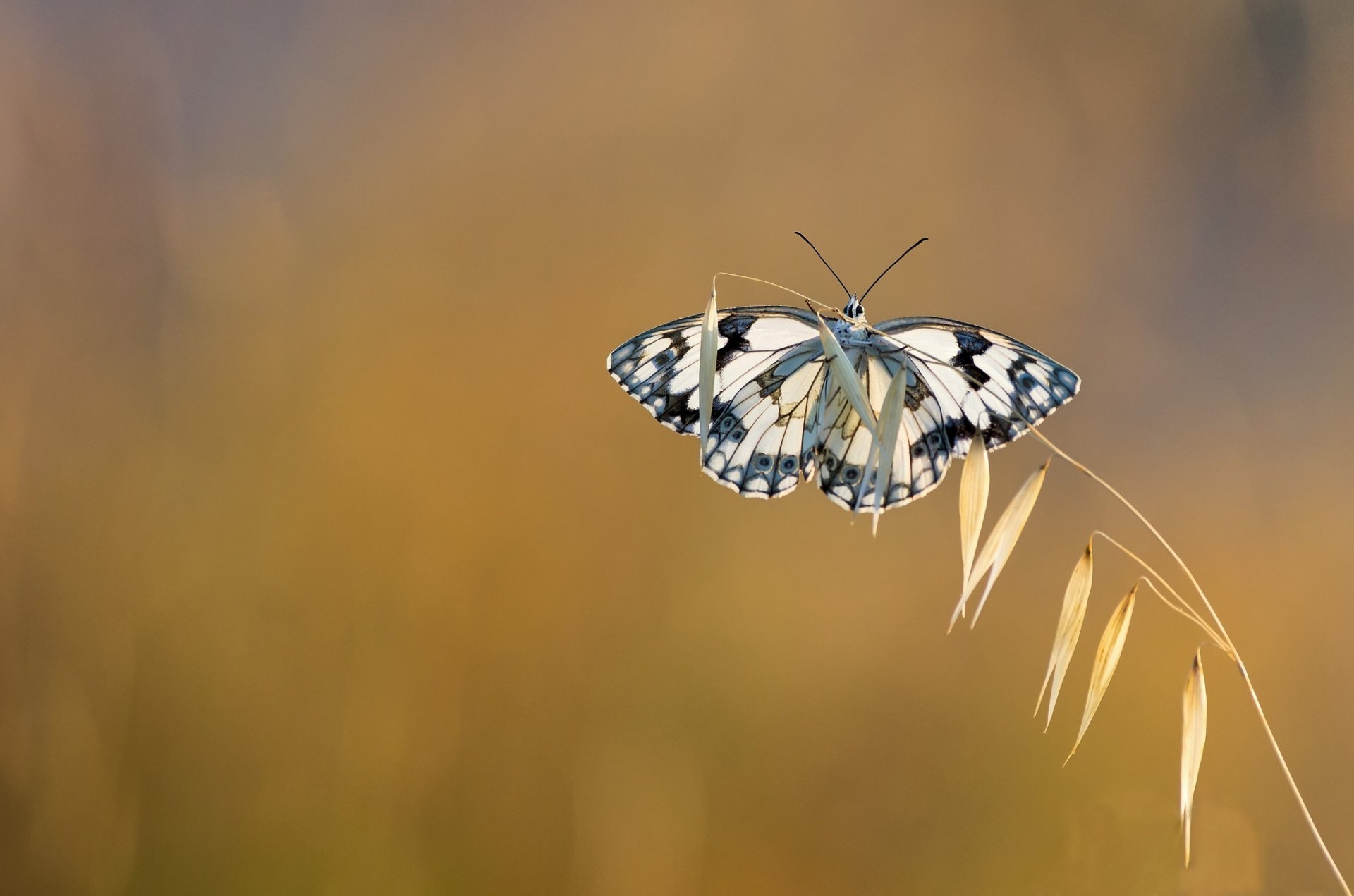 brizna de hierba mariposa fondo