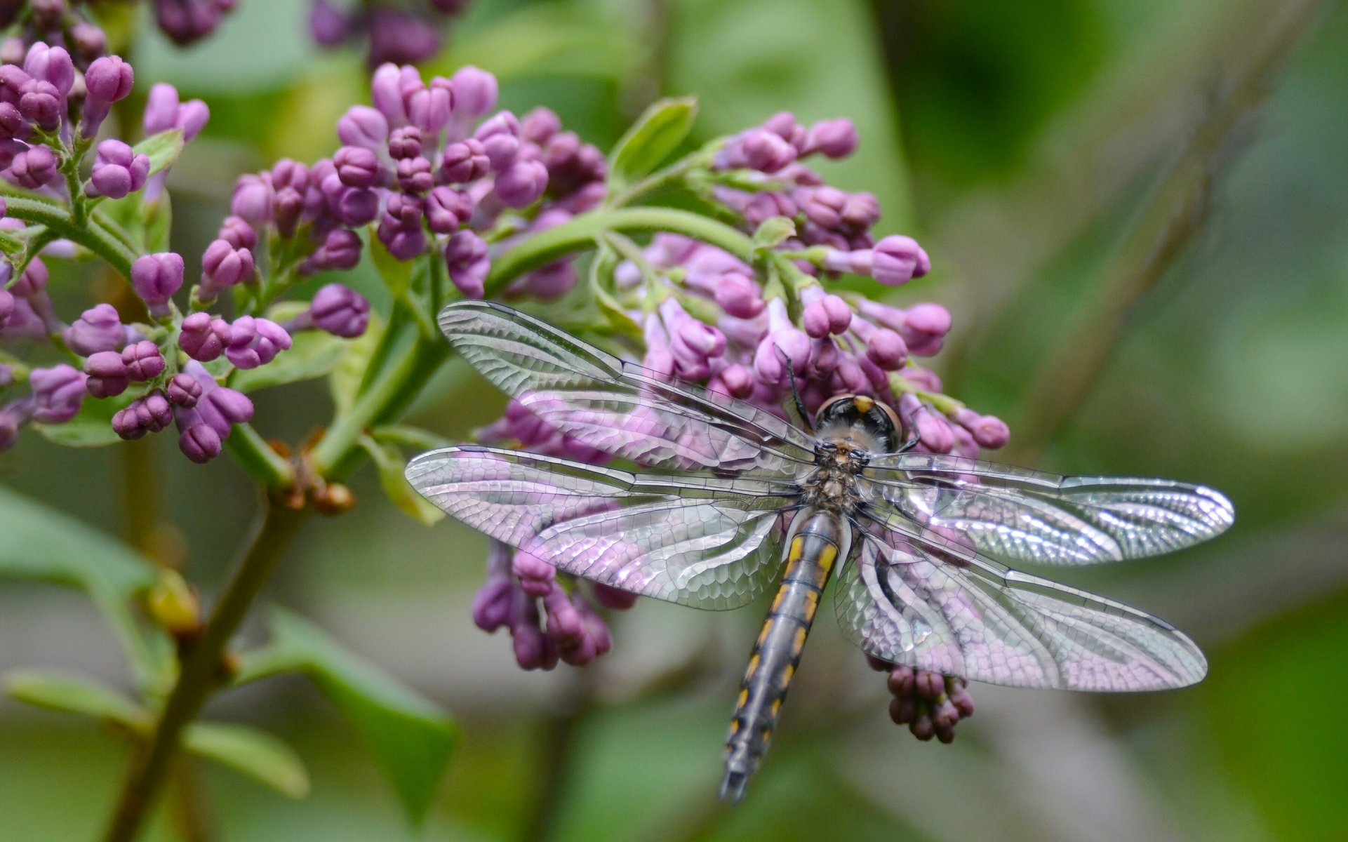 libélula lila rama macro